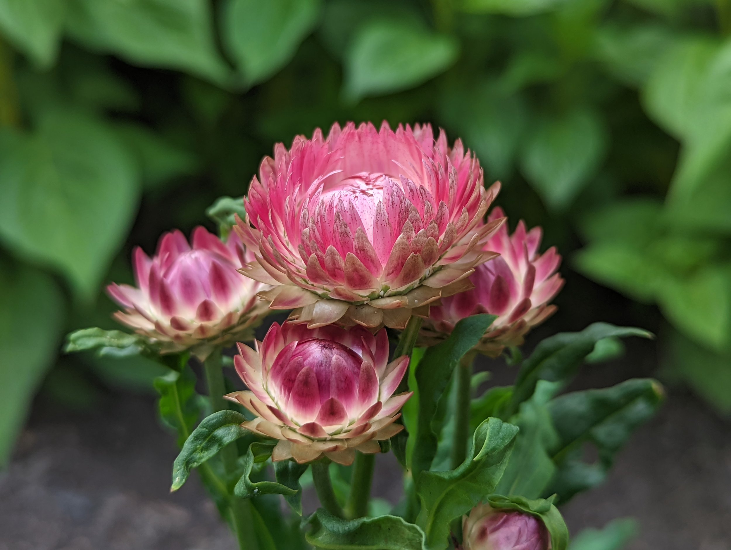 Close-up of pink strawflowers with green leaves in a garden.