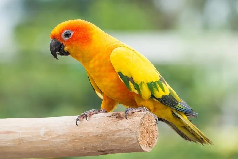 Availability | Check Our Latest Stock — Arizona Parrots