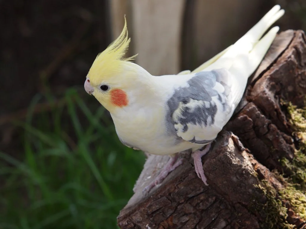 5 Common Mistakes New Cockatiel Owners Make (and How to Avoid Them)