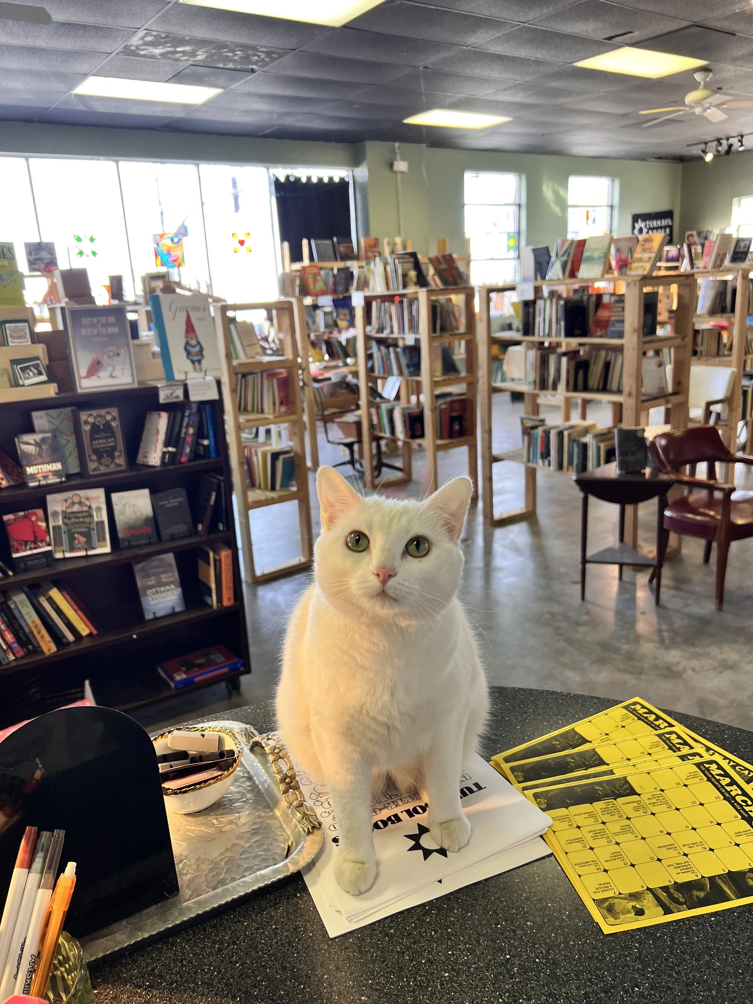 Anna Karenina, Turnsol Cat