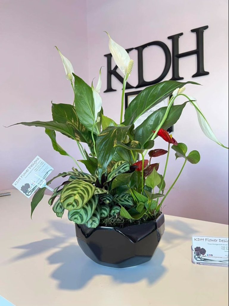 KDH-Plants-29.jpg