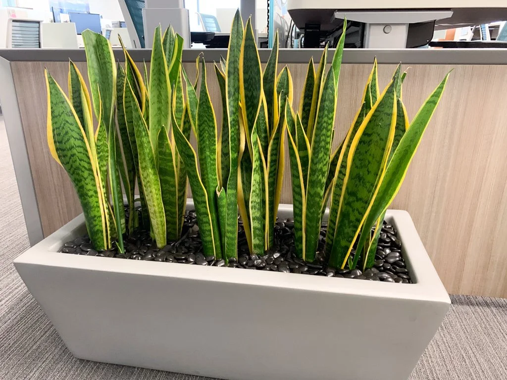 KDH-Plants-3.jpg