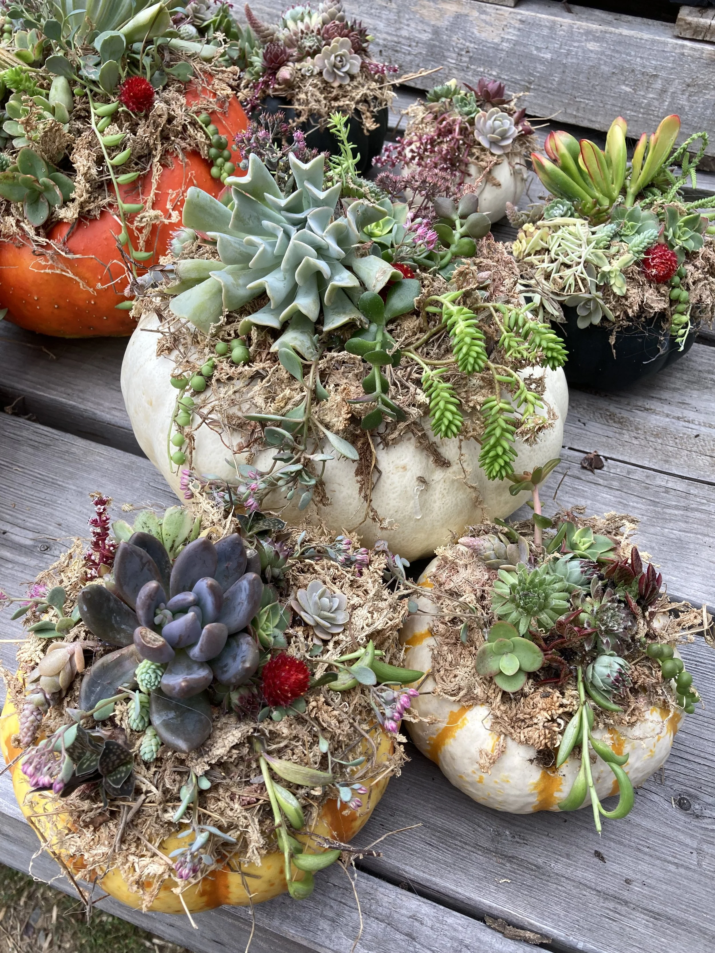 Mommy and Me Pumpkin Succulent Centerpieces