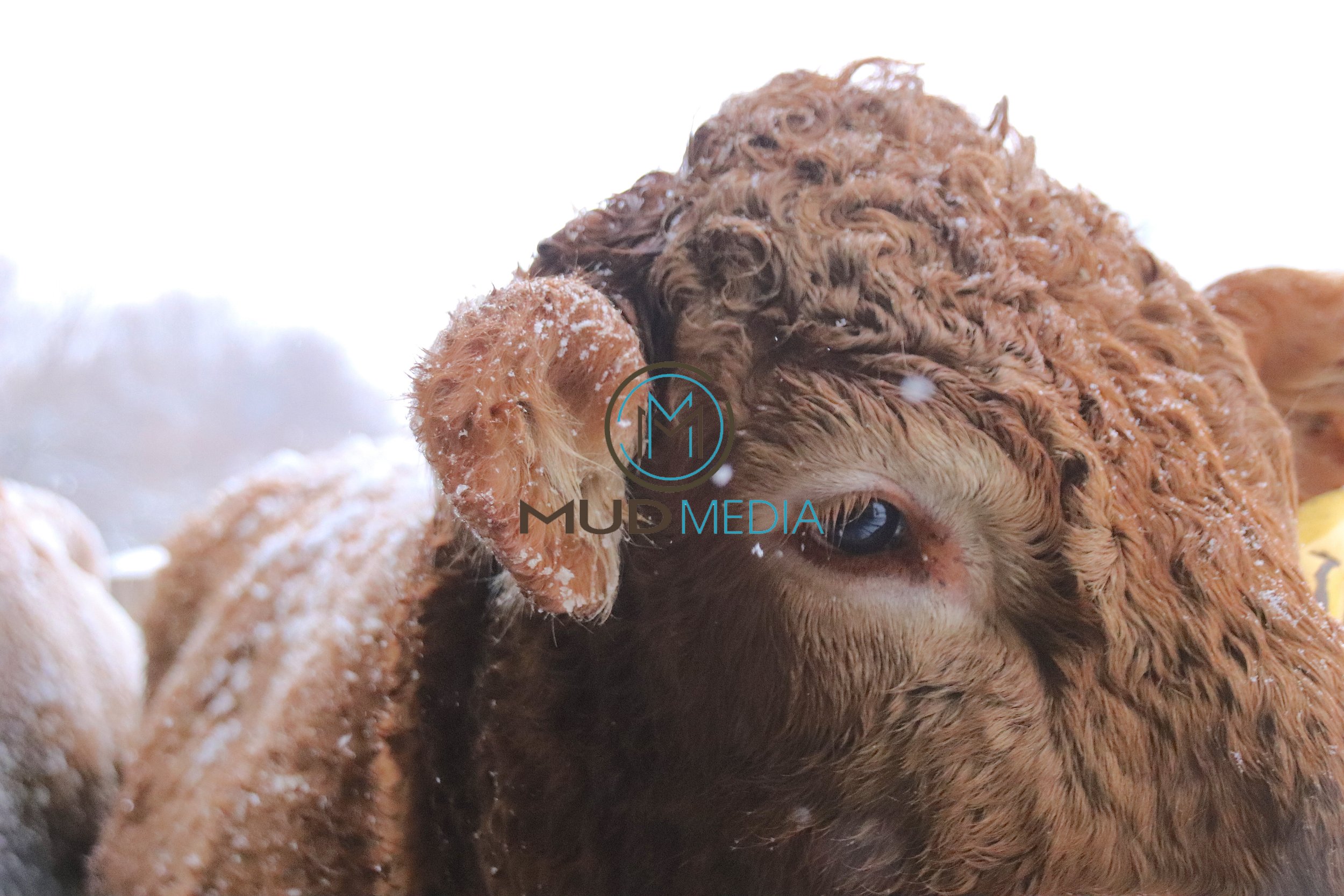Winter Cattle