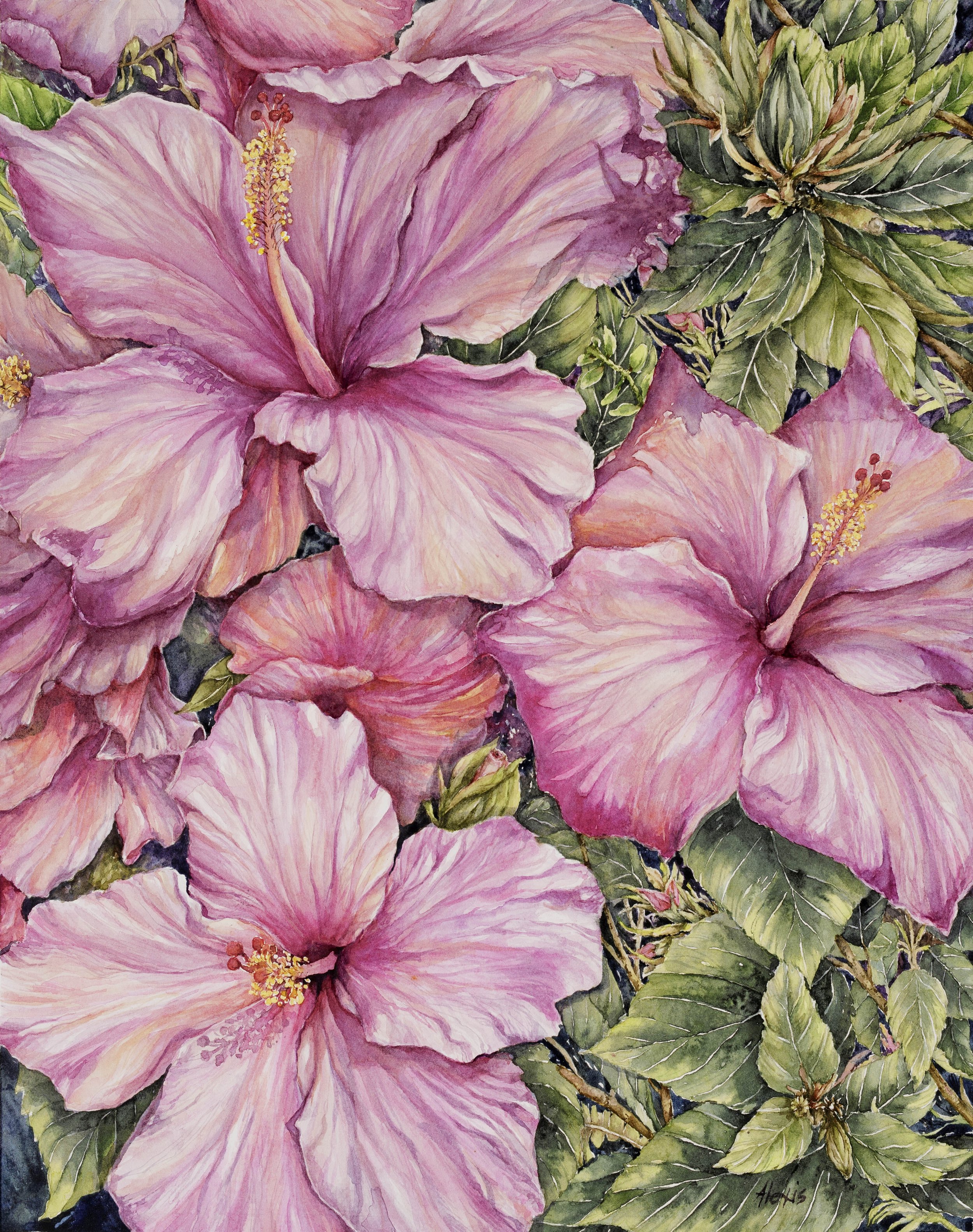 Gumamelas / Hibiscus
