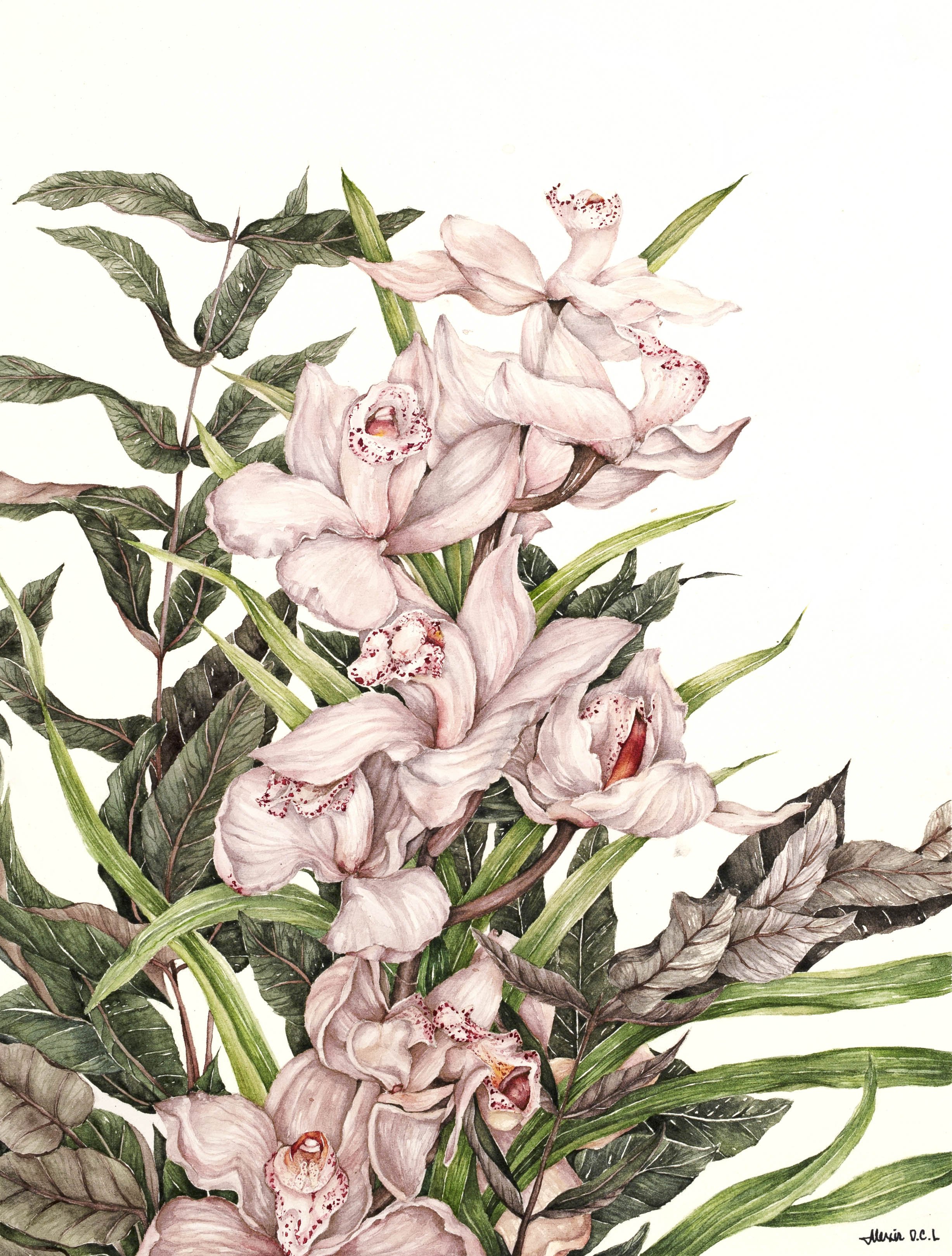 Cymbidiums