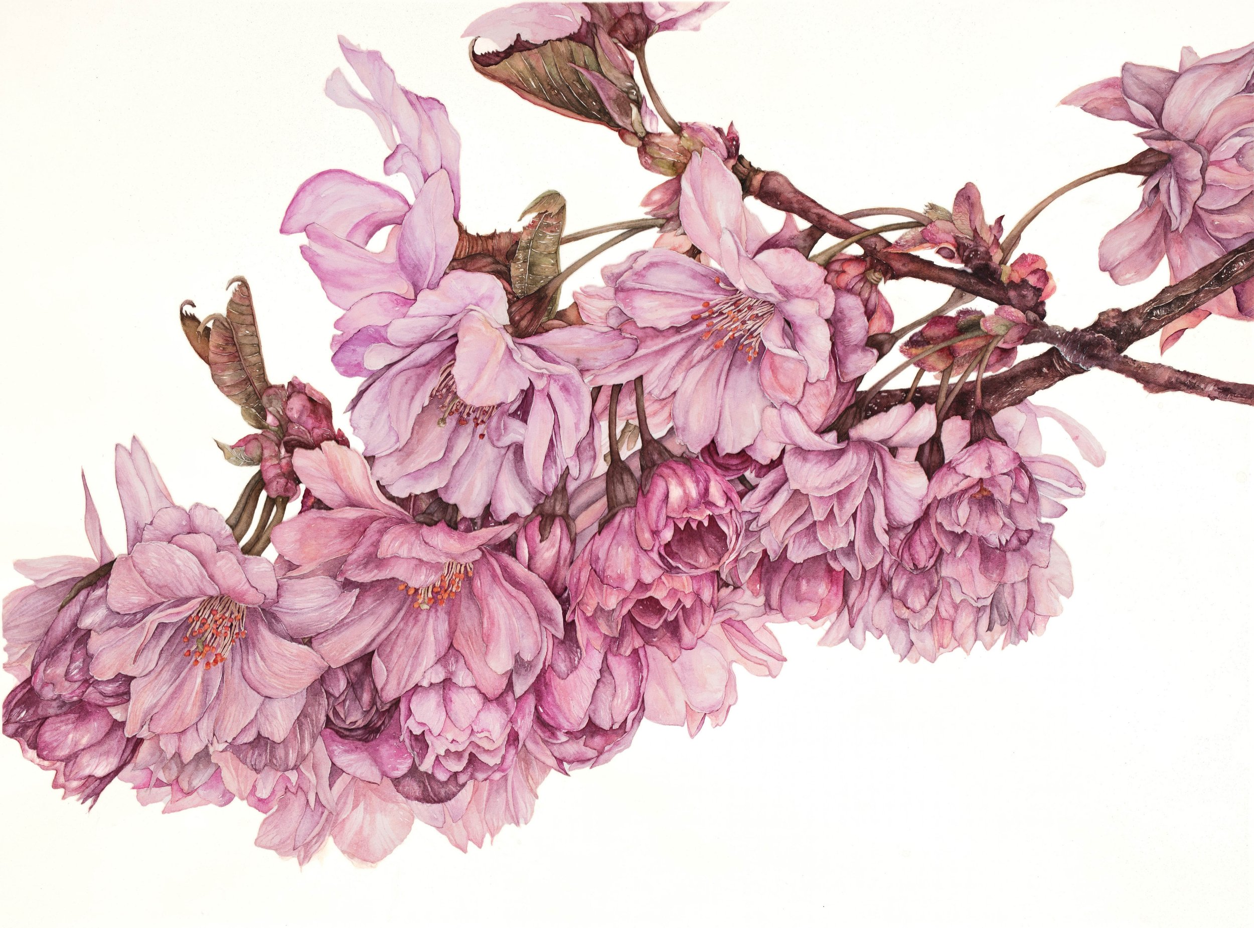 Cherry Blossoms