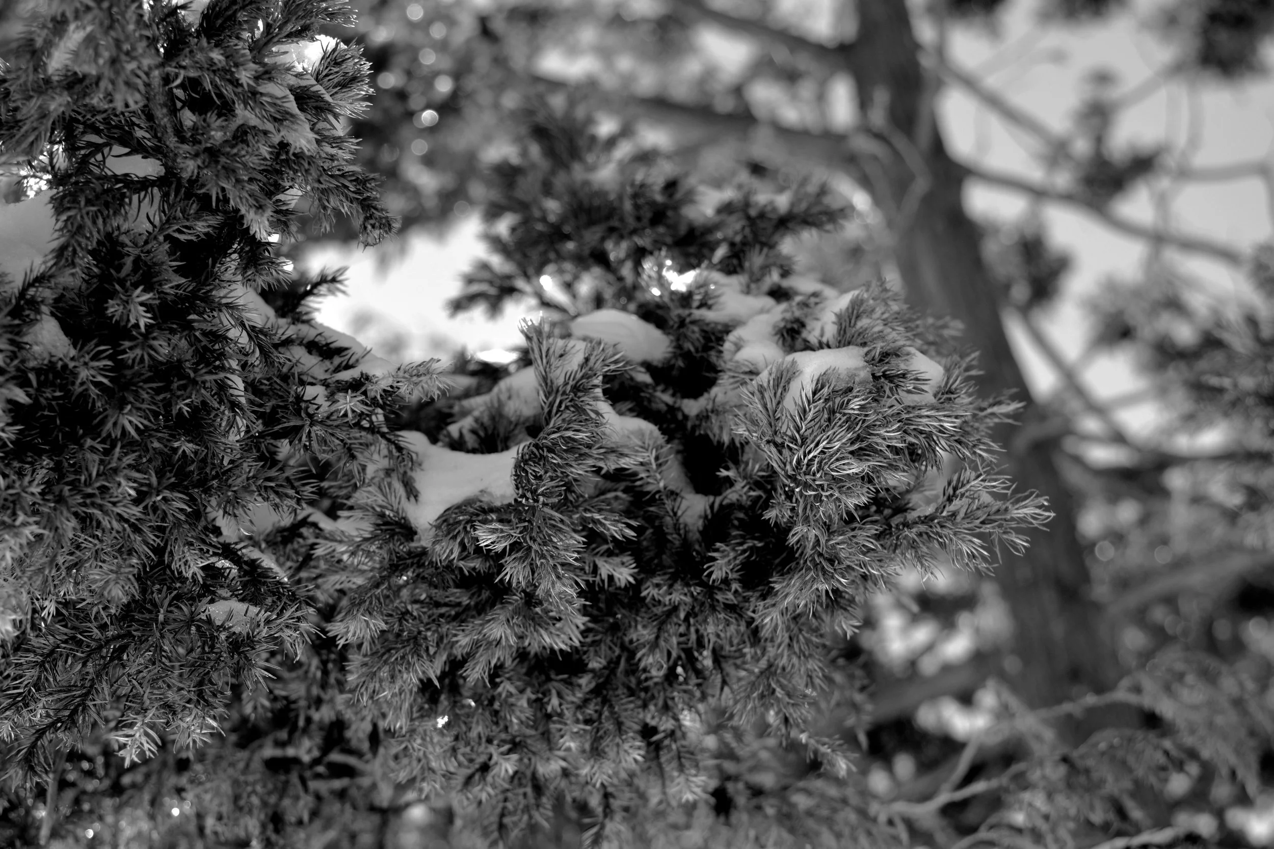 03In the Trees 2.jpg