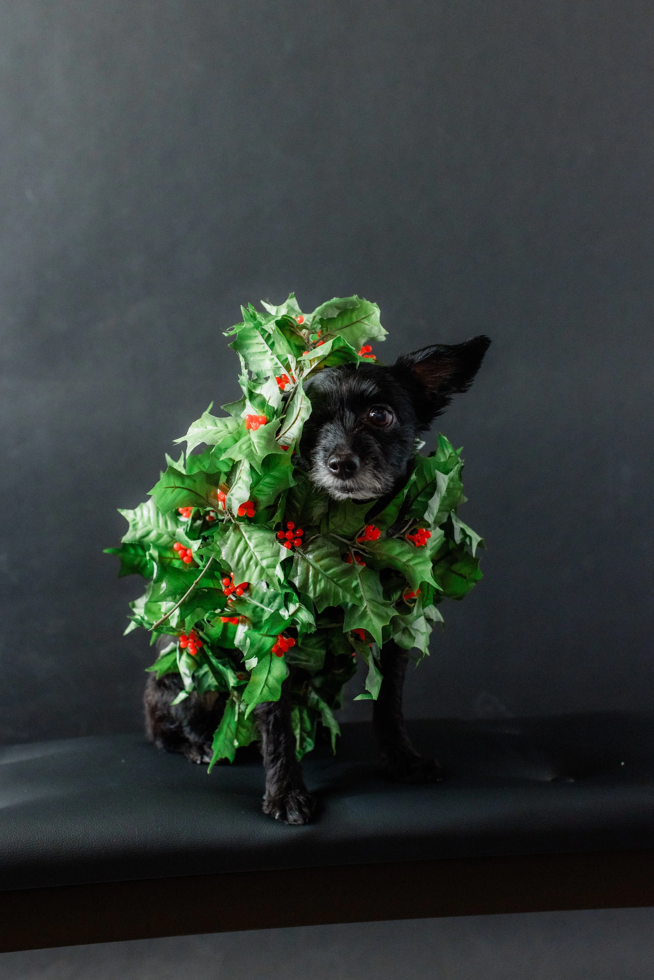 121425 - Caley Holiday Session-103.jpg