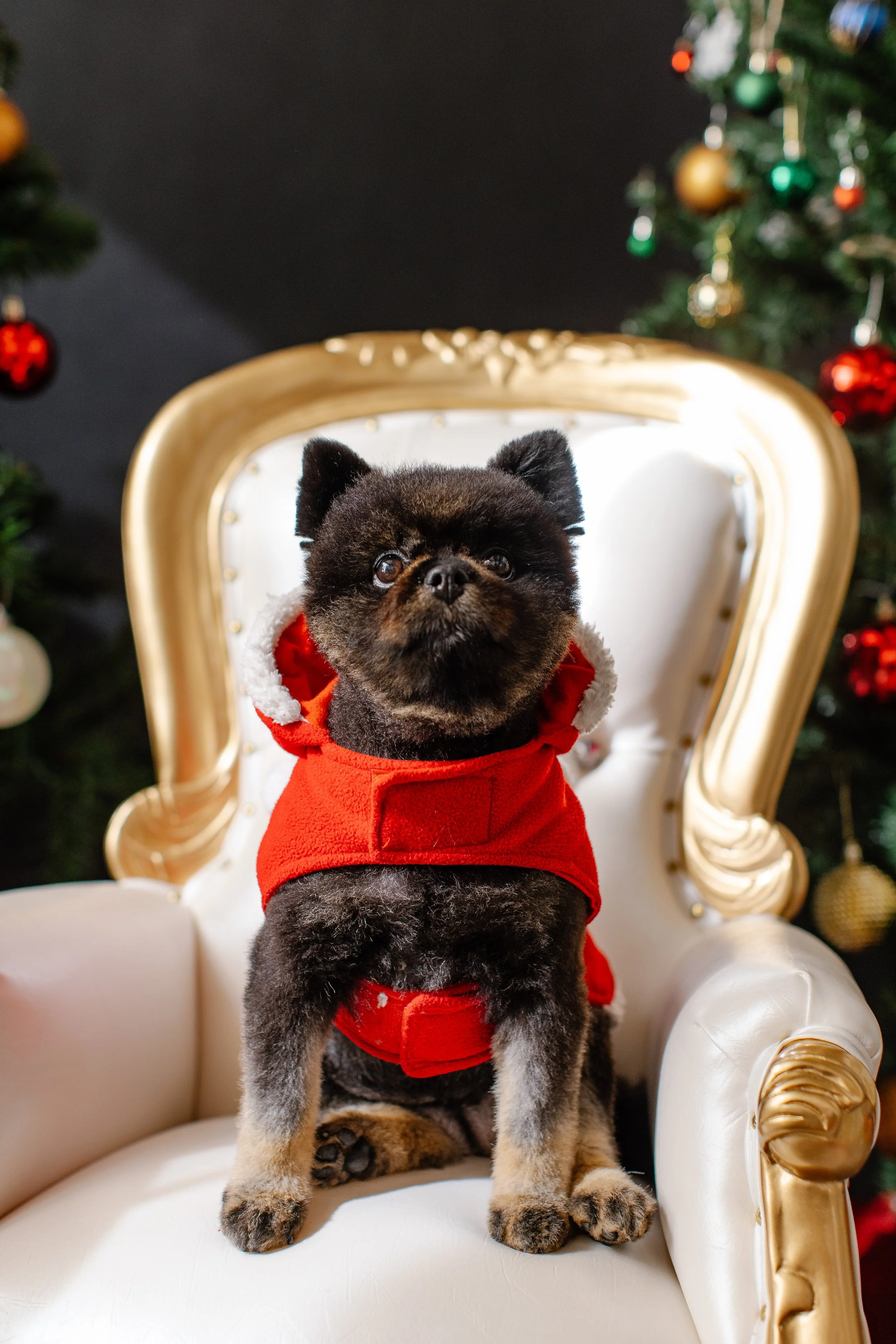 110925-Kelly Holiday Session-32.jpg