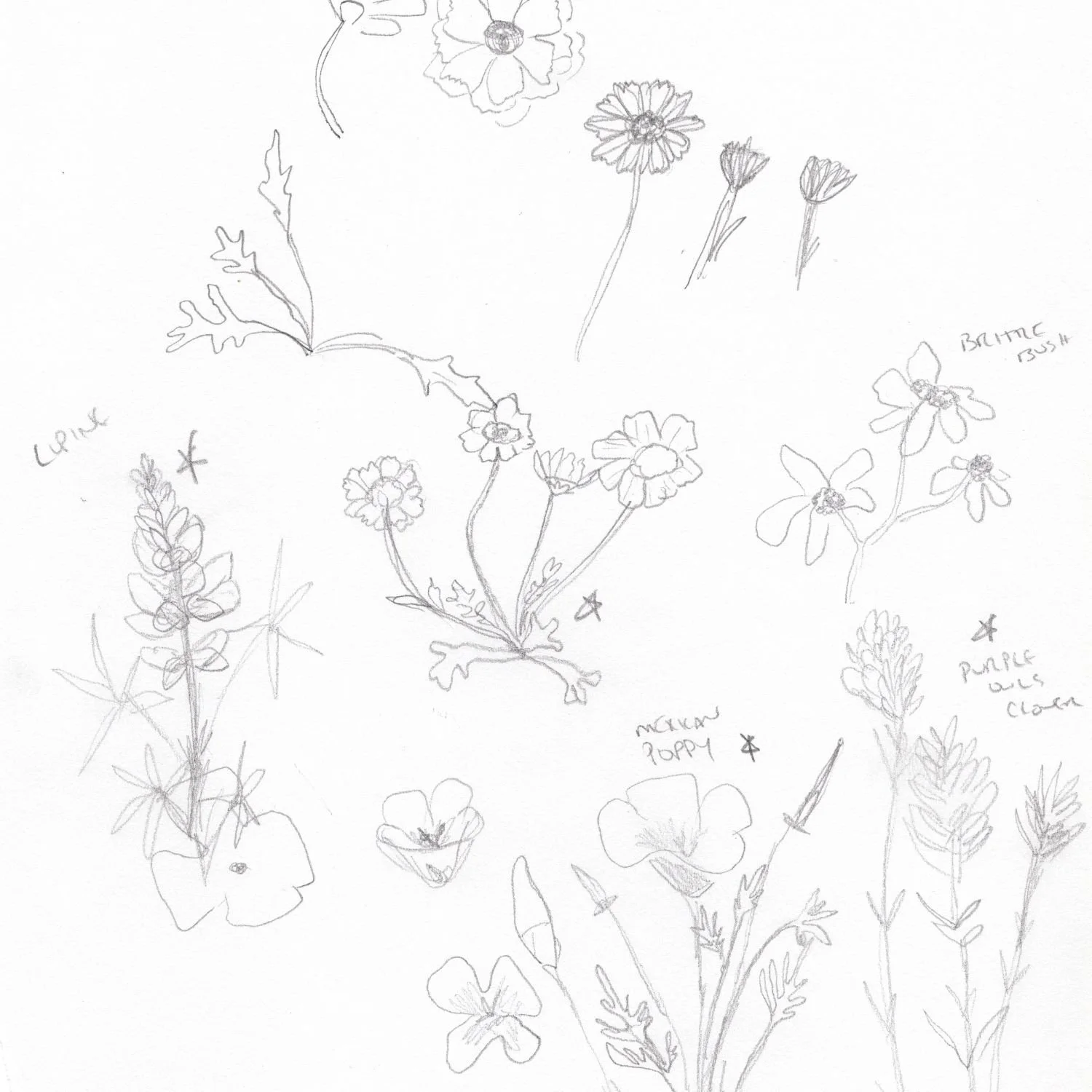 spring-seasonal-logo-small-business-desert-flowers-pencil-sketch-illustration-becca-rozar.jpg