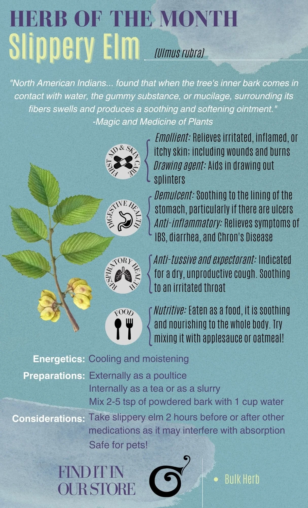 educational-poster-design-herbal-medicine-botanical-slippery-elm-wellness-watercolor-graphic-design-becca-rozar.jpg