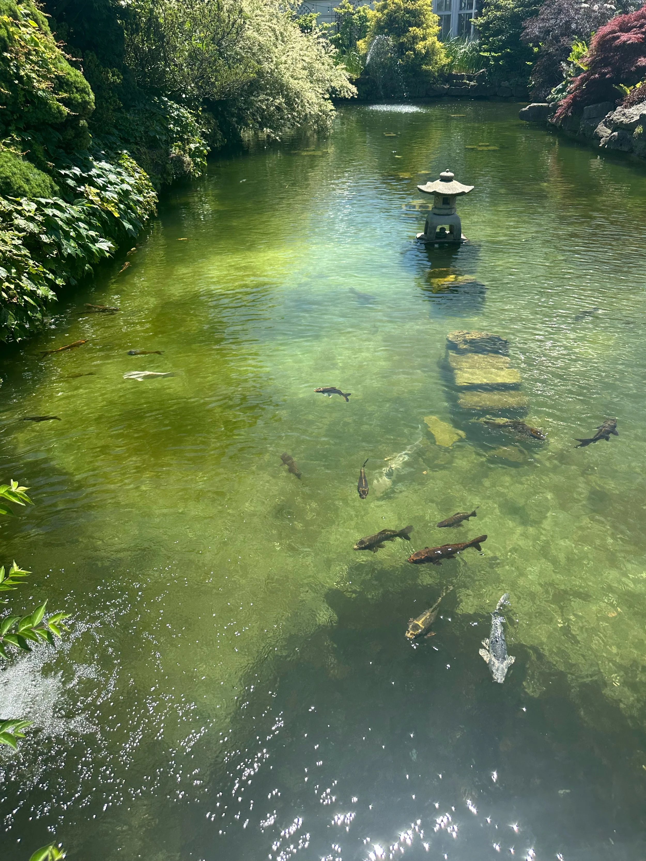 A pond with koi fish swimming near the surface, surrounded by lush green bushes and trees, with a Japanese-style stone lantern in the middle of the pond.