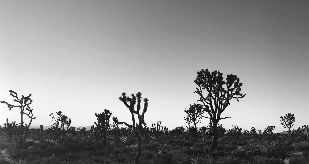 Mojave.jpeg