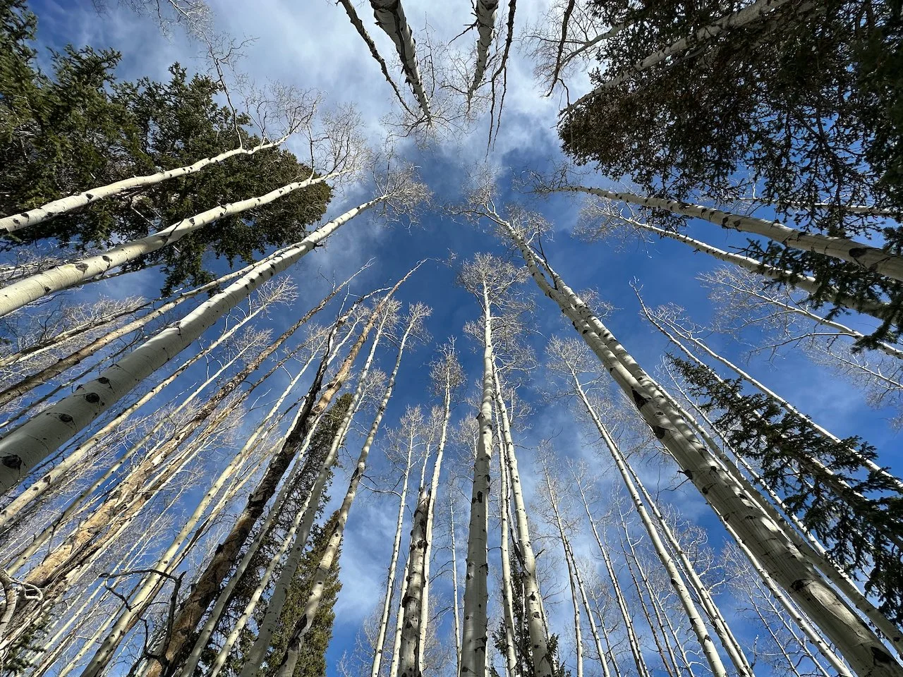 Aspens.jpeg