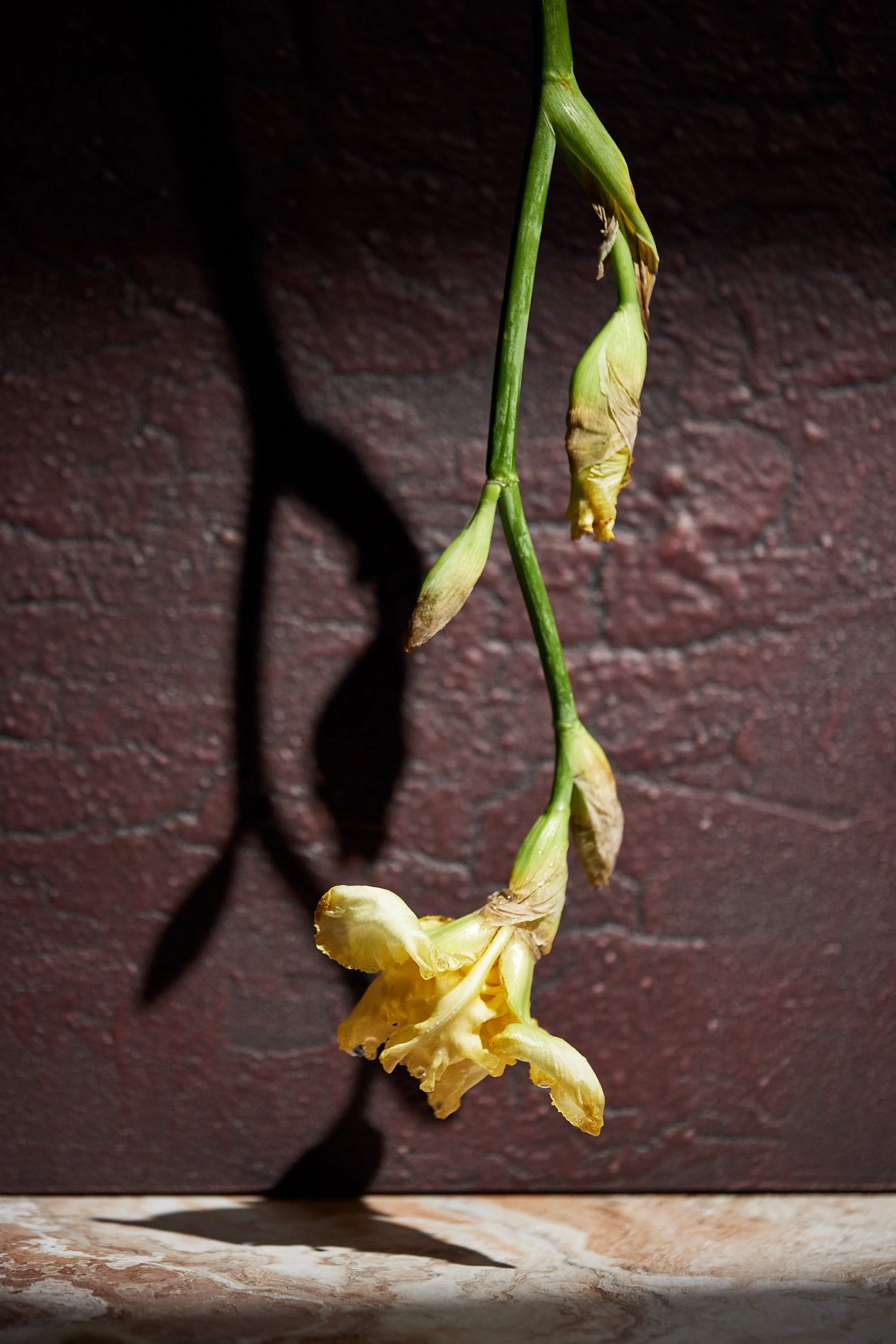 A wilted yellow flower hanging against a textured dark wall.