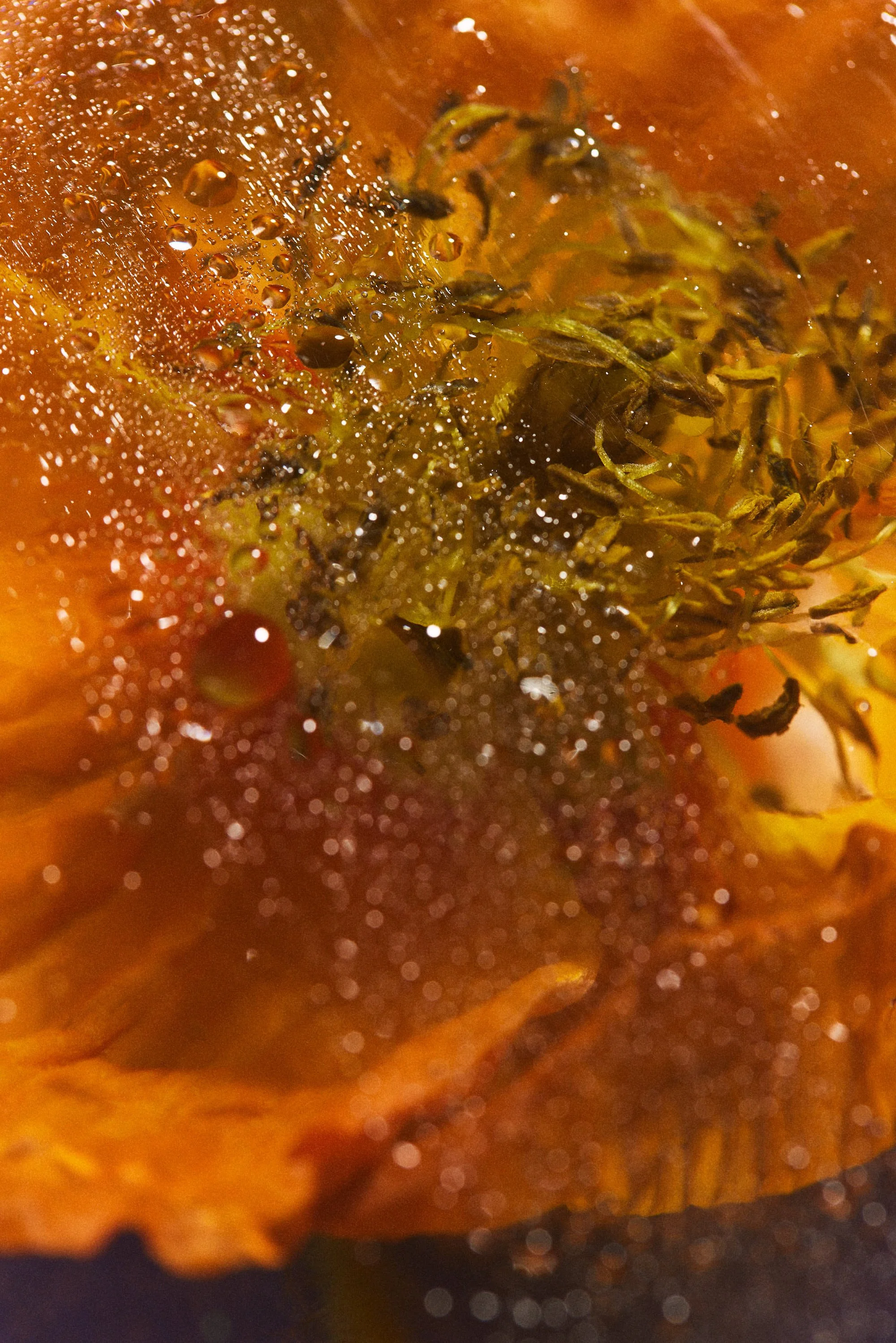 Close-up of an orange flower with visible water droplets and pollen