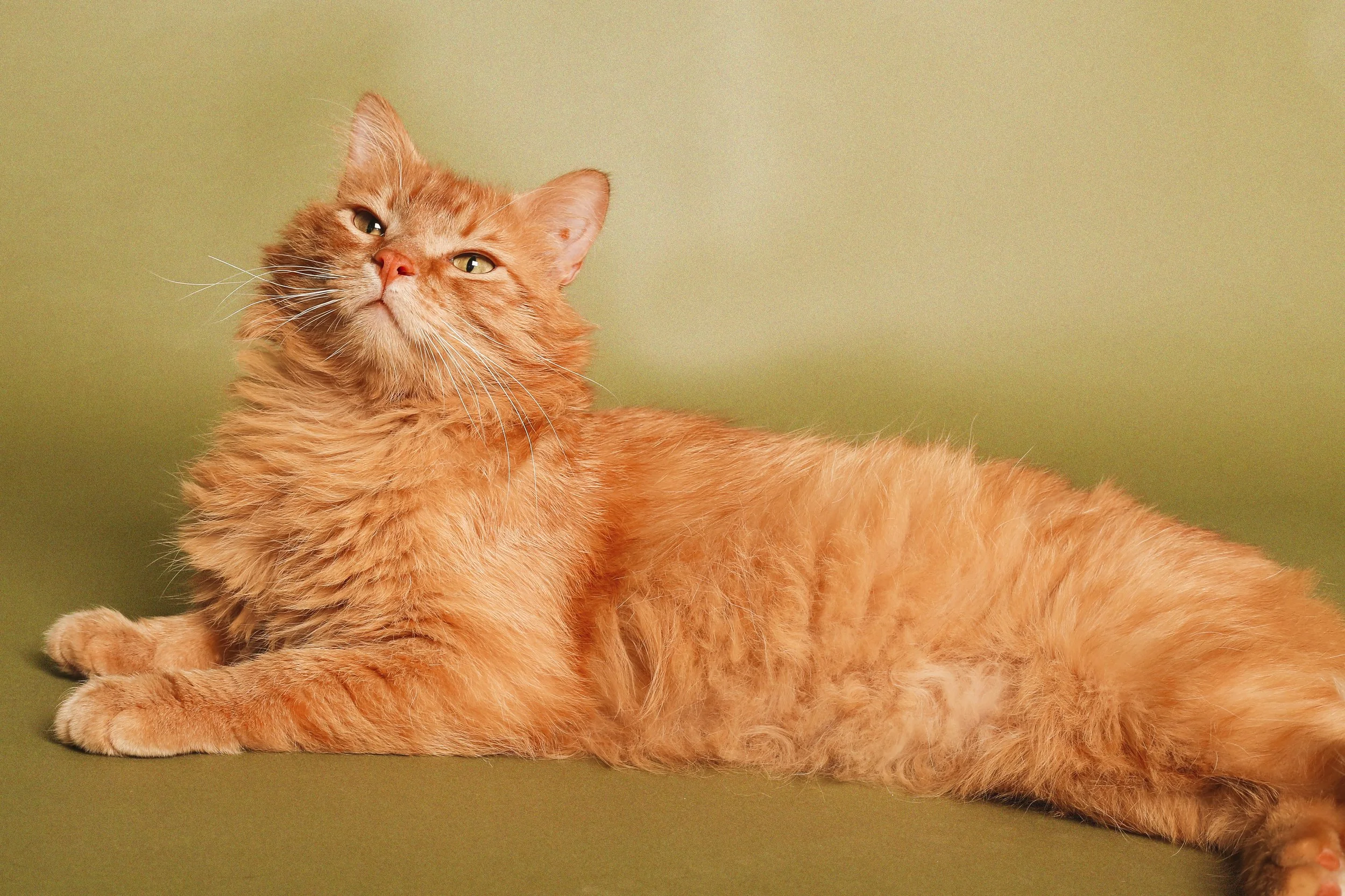 Orange cat lying in front of a green backdrop in a photo studio