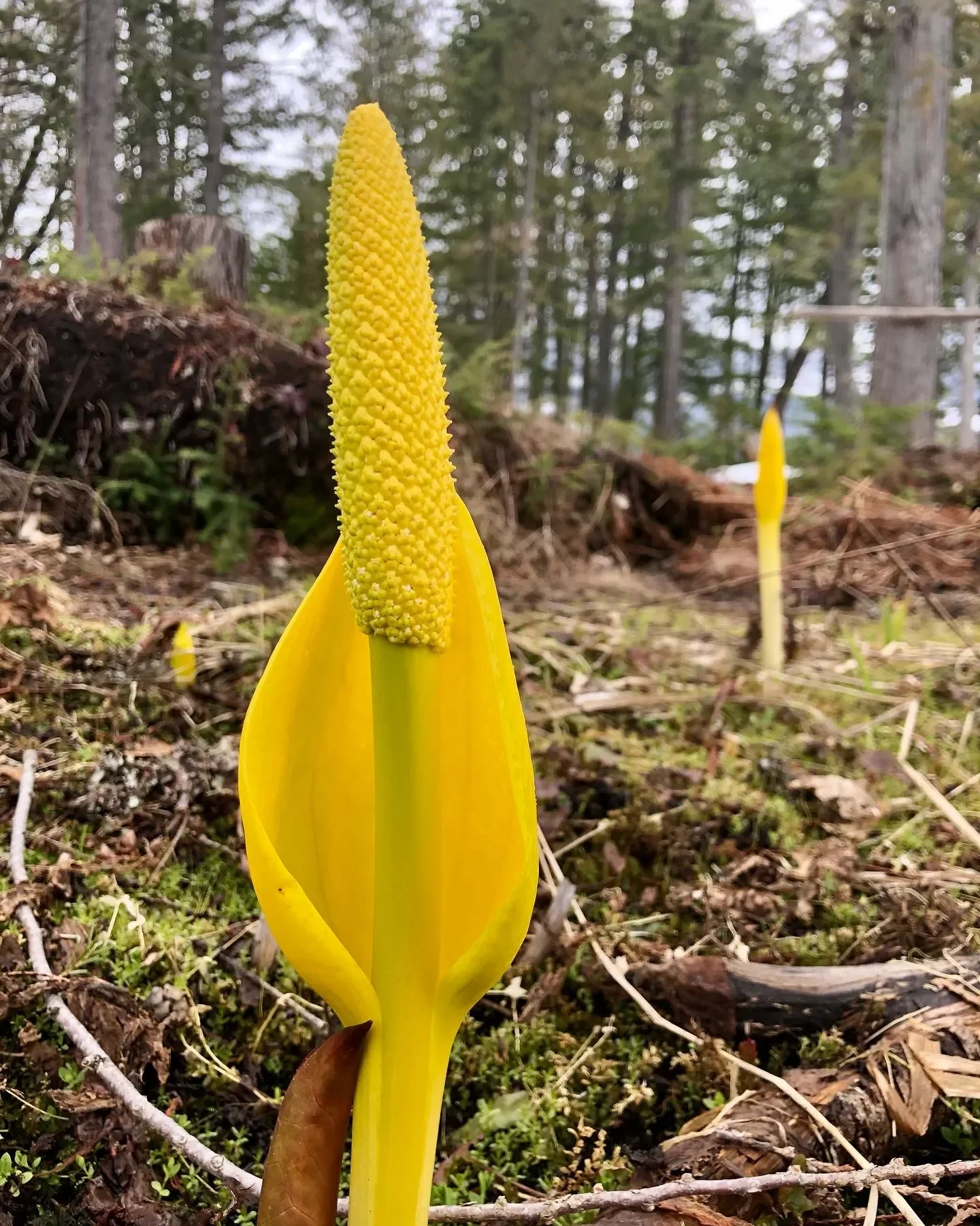 revelstoke skunk cabbage