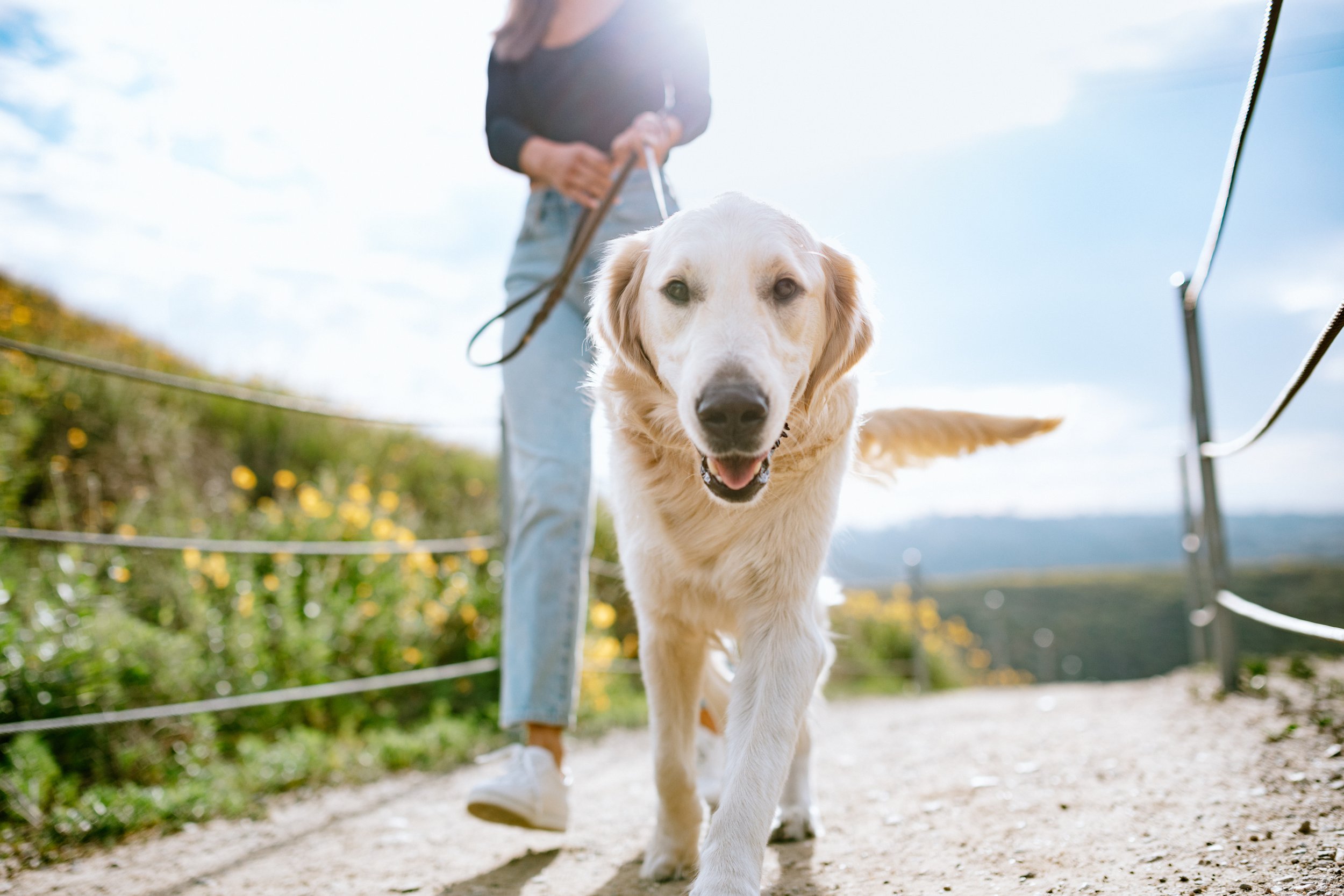 Dog Walking and Pet Care