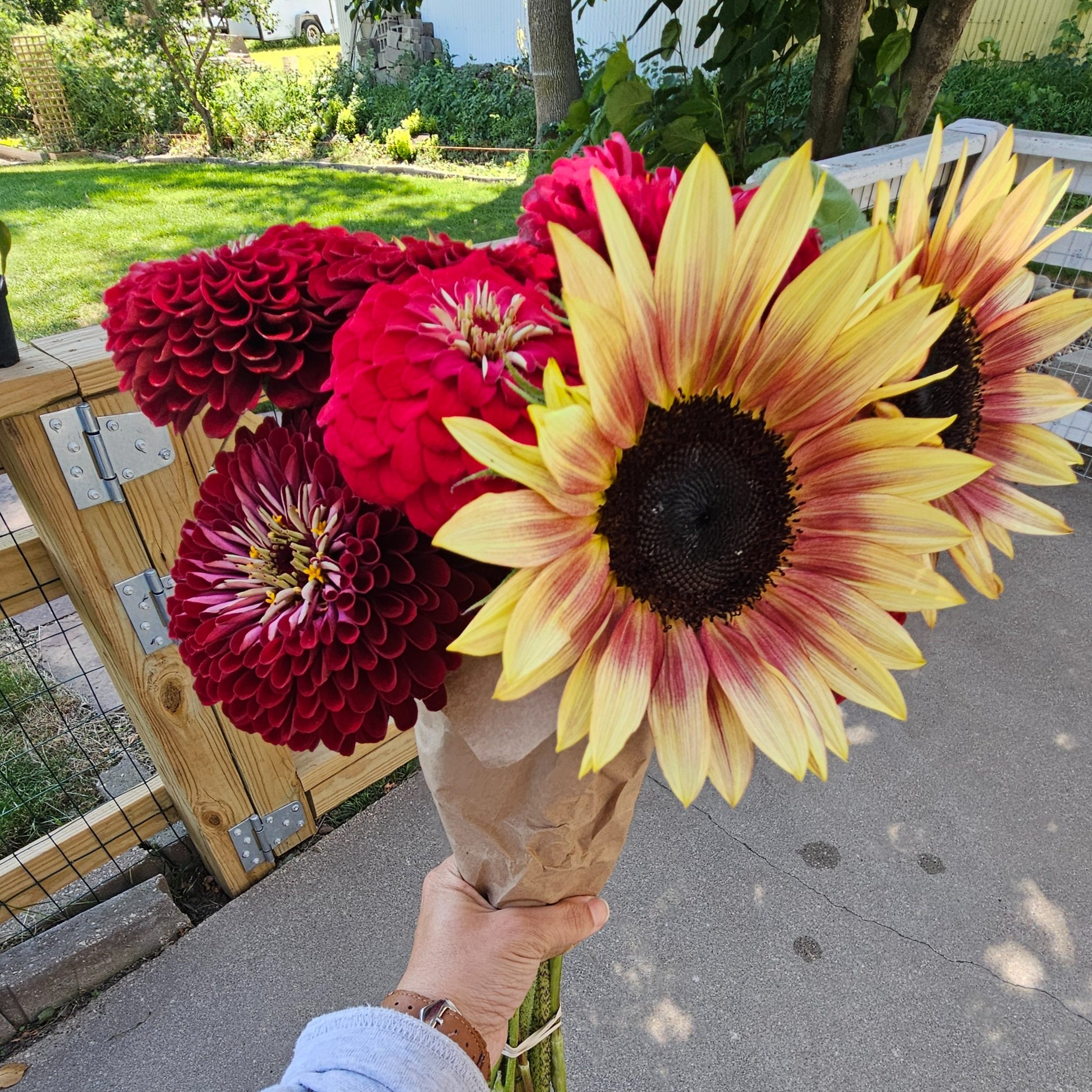 Hand holding a bouquet of sunflowers and red dahlias wrapped in brown paper outside near a wooden fence.