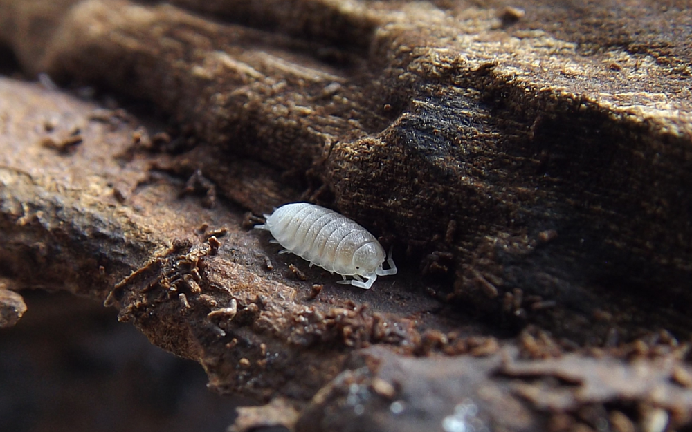 Dwarf White Isopod Care Guide — Vivipedia