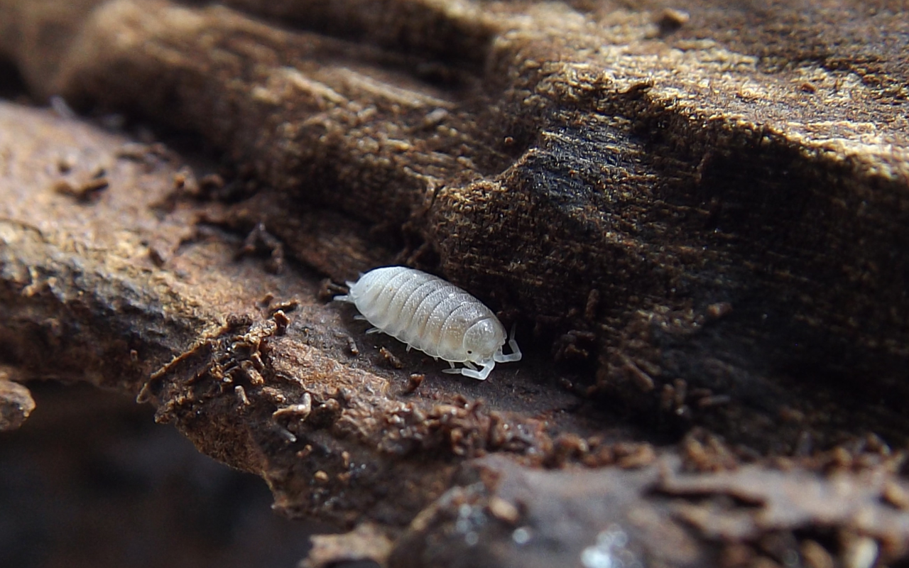 Dwarf White Isopod Care Guide — Vivipedia