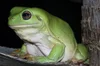 Dumpy Tree Frog Care Guide — Vivipedia