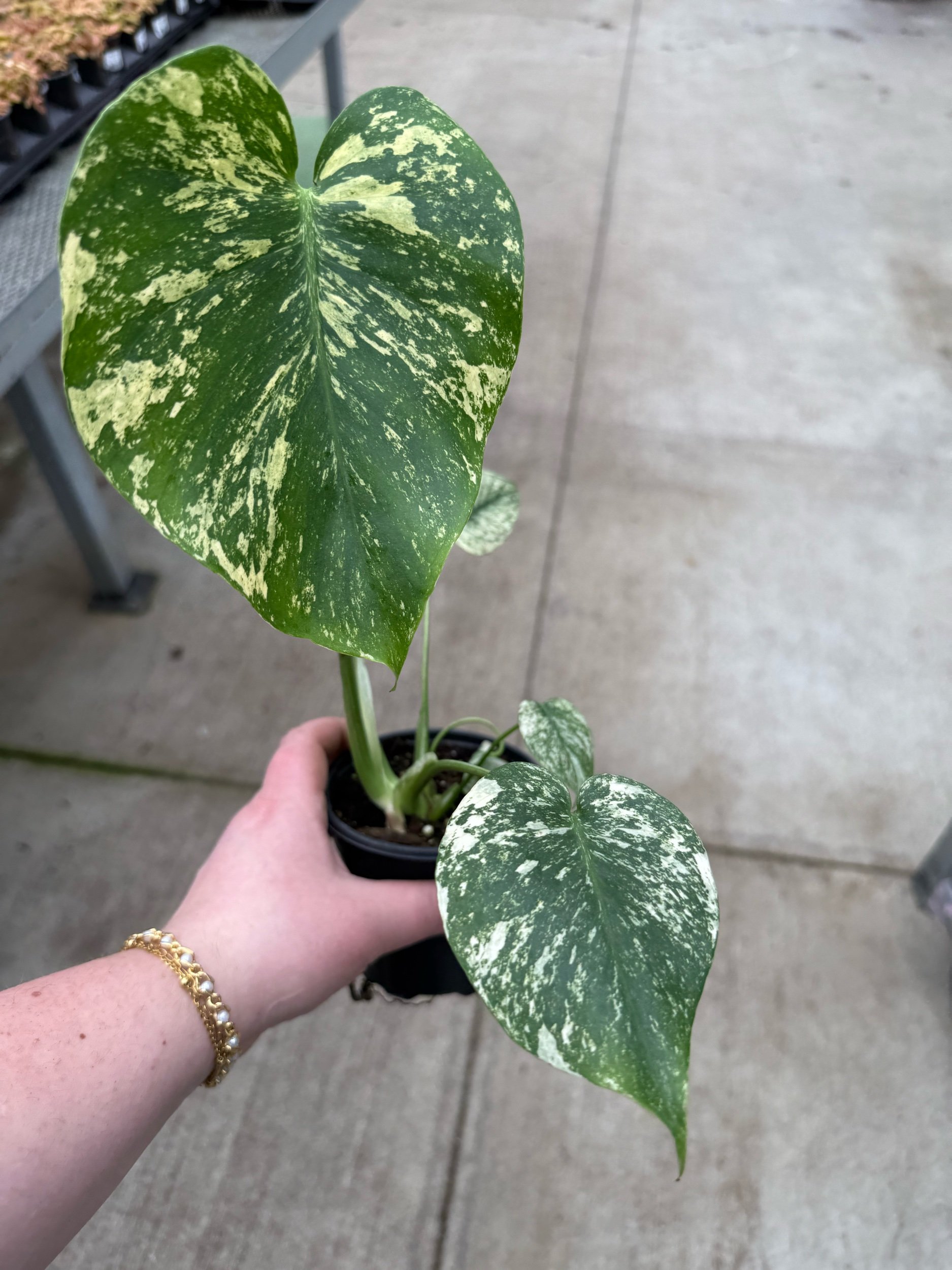 monstera-white-monster-variegated.jpeg