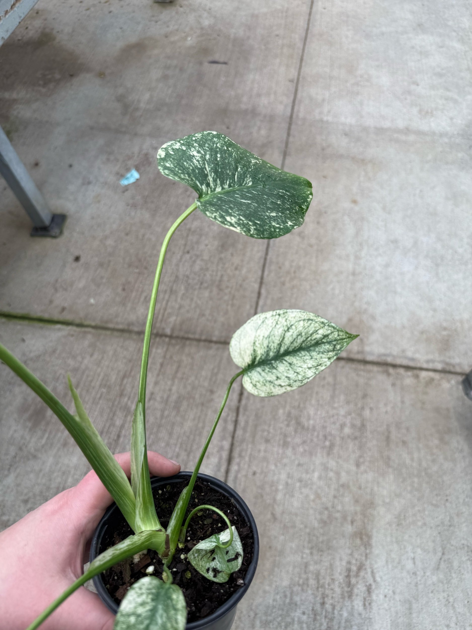 monstera-white-monster.jpeg