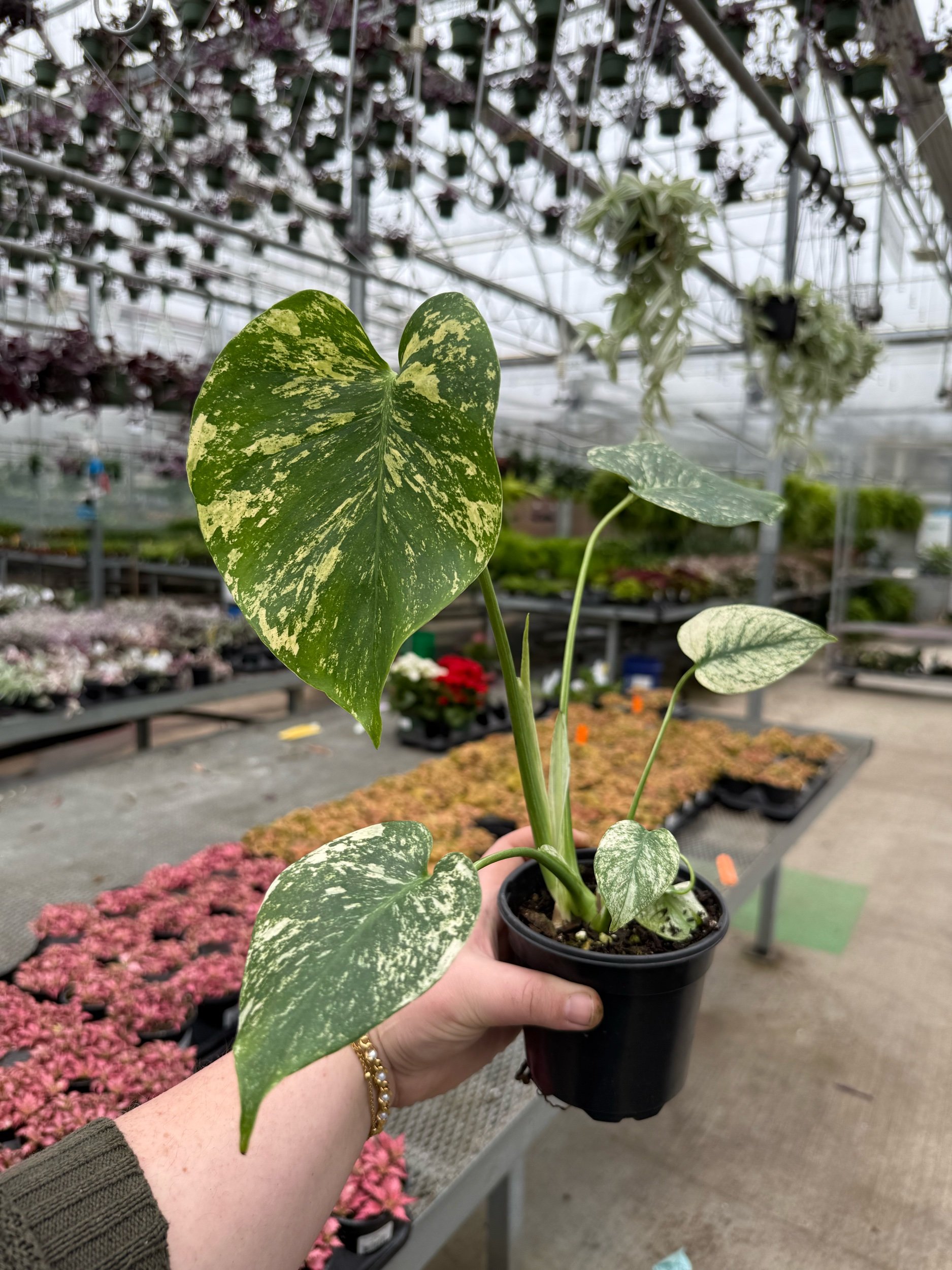 white-monster-monstera.jpeg