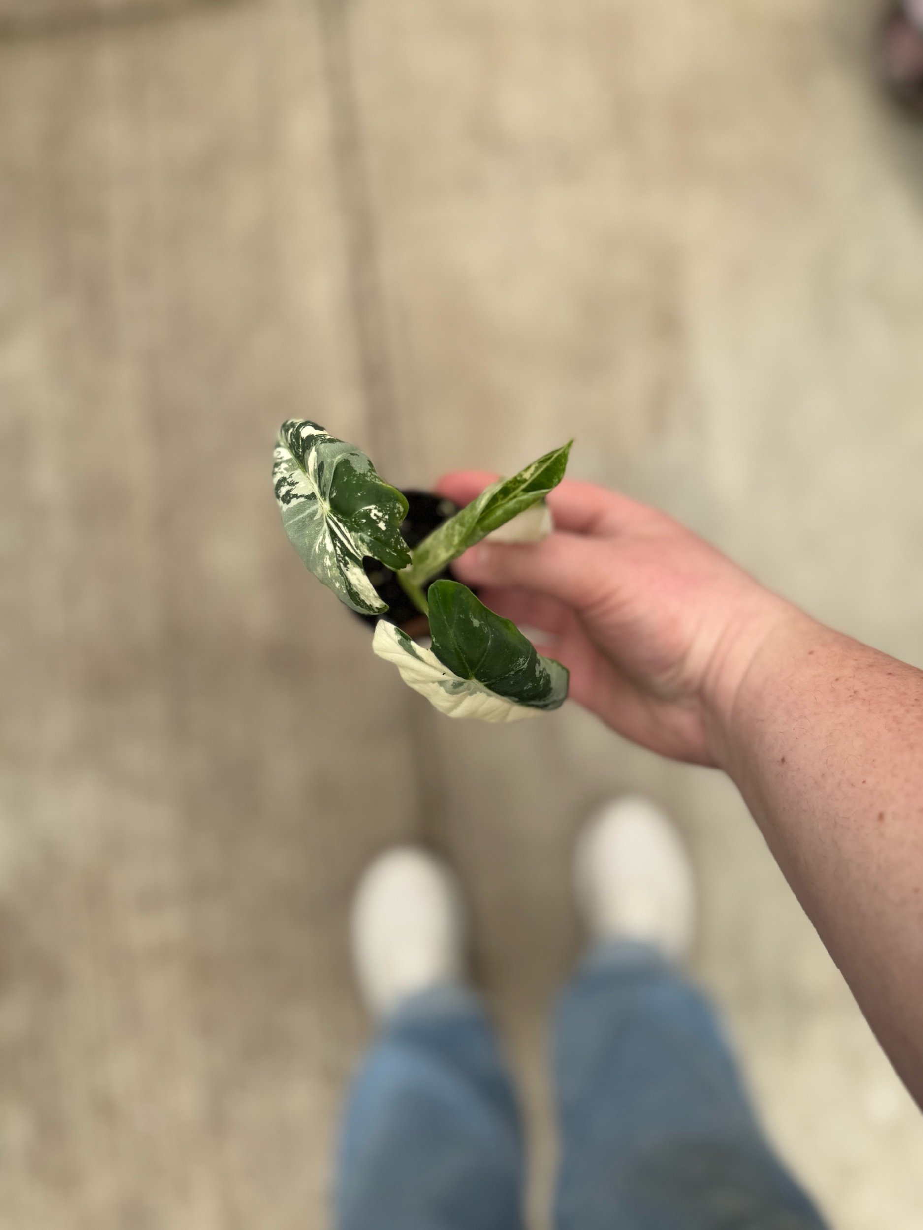 alocasia-variegated-frydek.jpeg