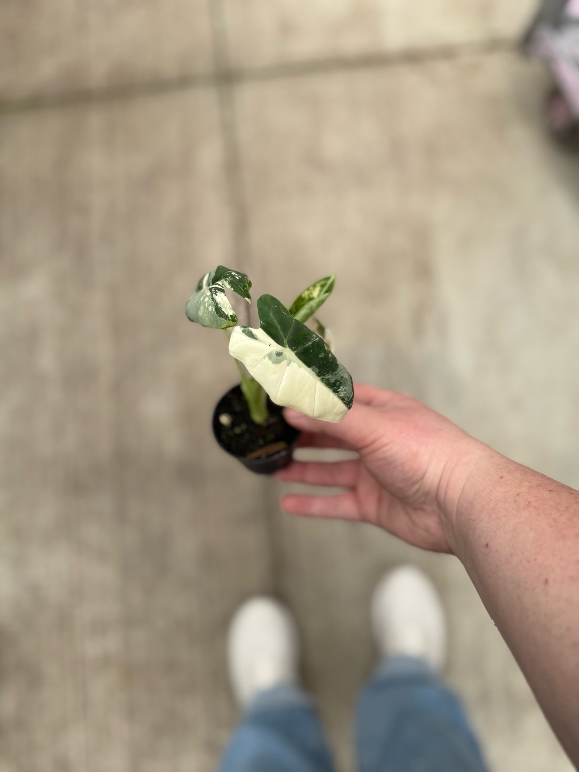 alocasia-frydek.jpeg