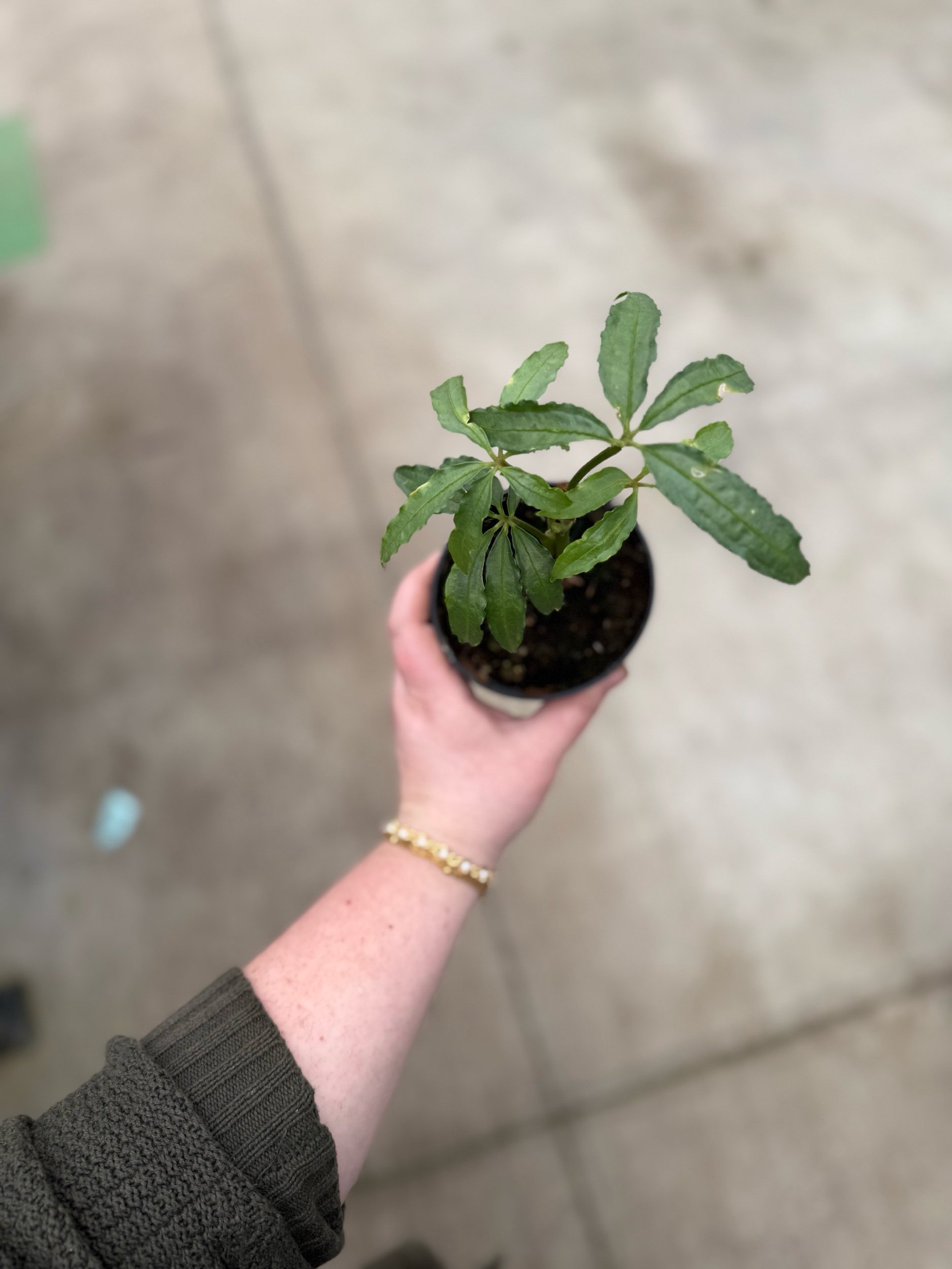 anthurium5.jpeg