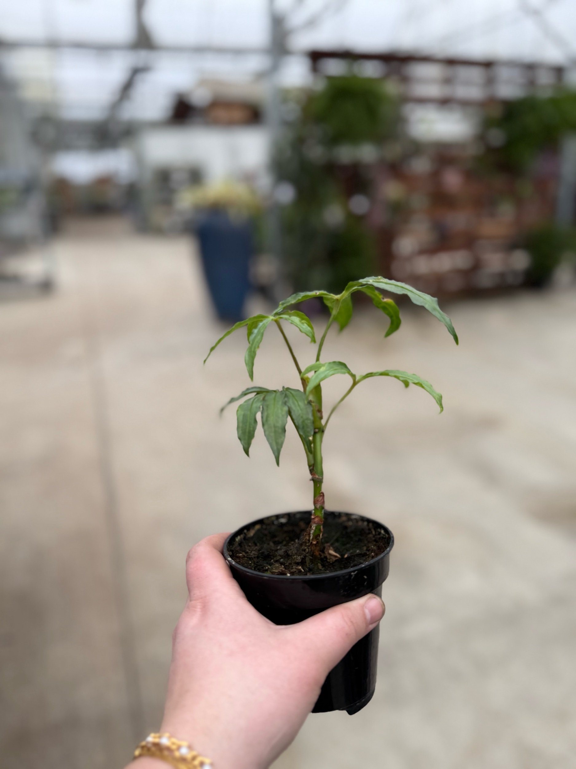 anthurium2.jpeg