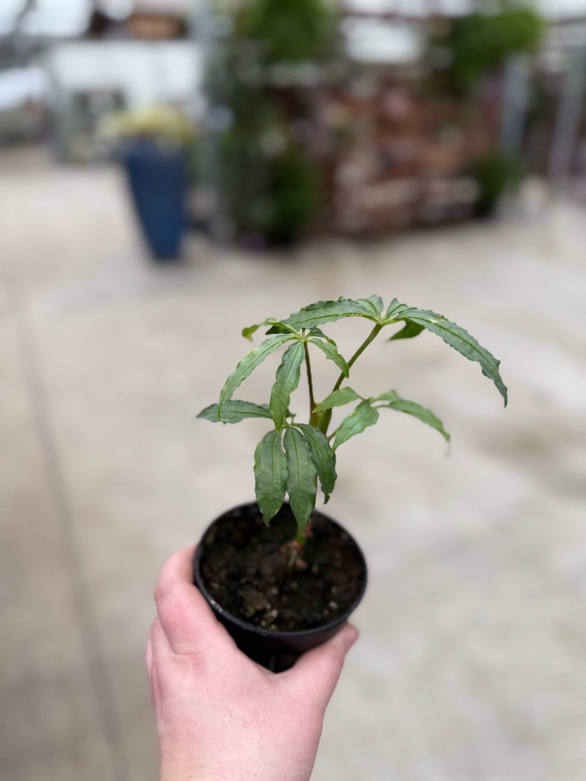 anthurium3.jpeg