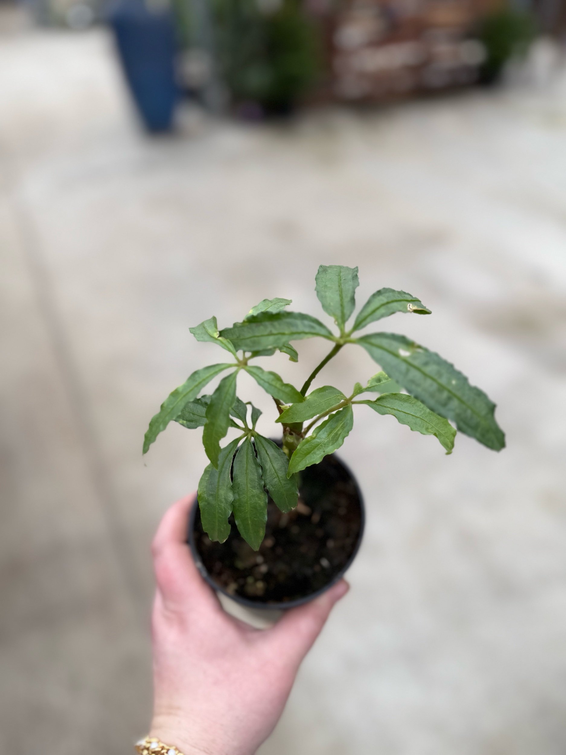 anthurium.jpeg