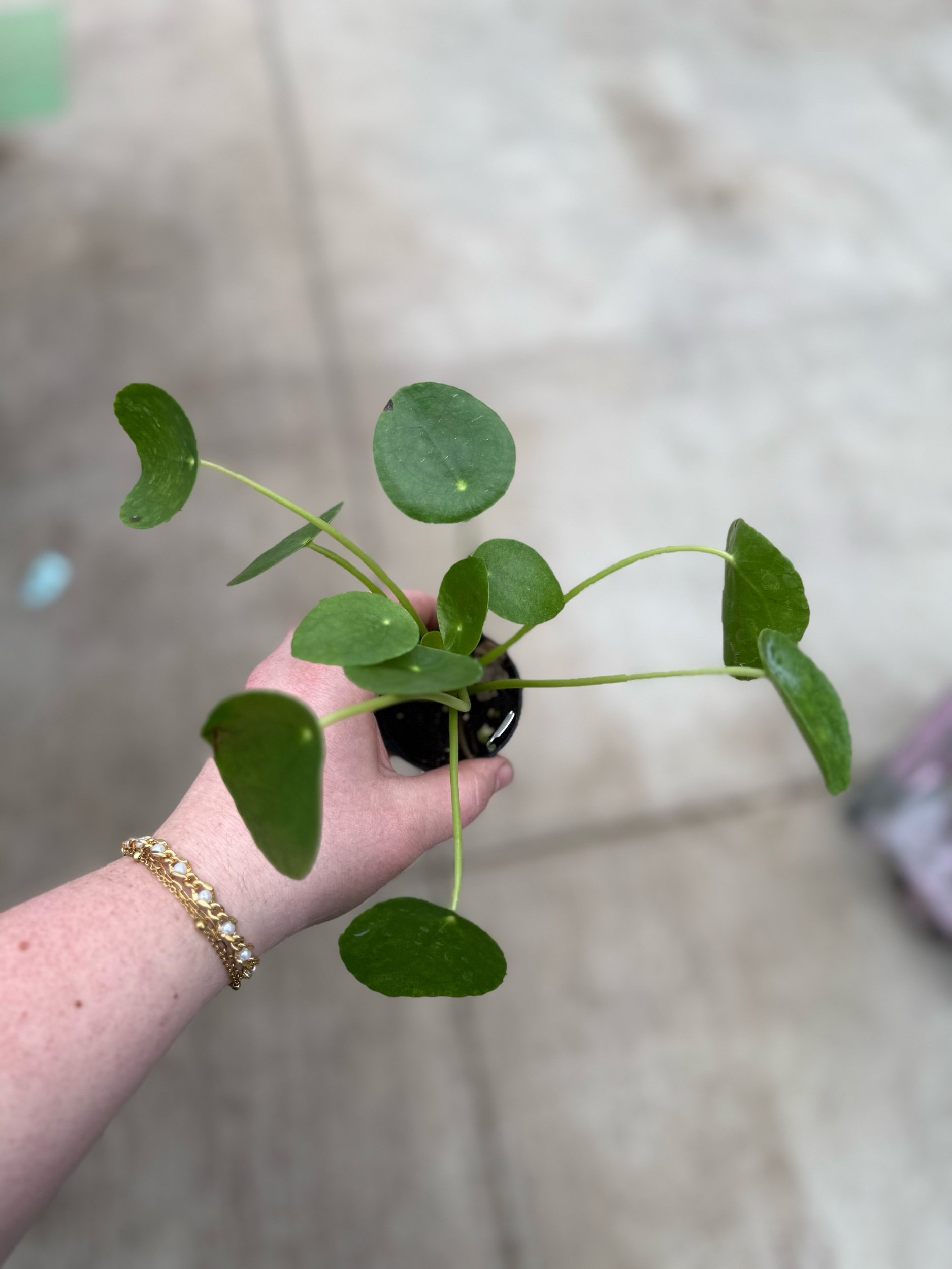 pilea-money-plant.jpeg