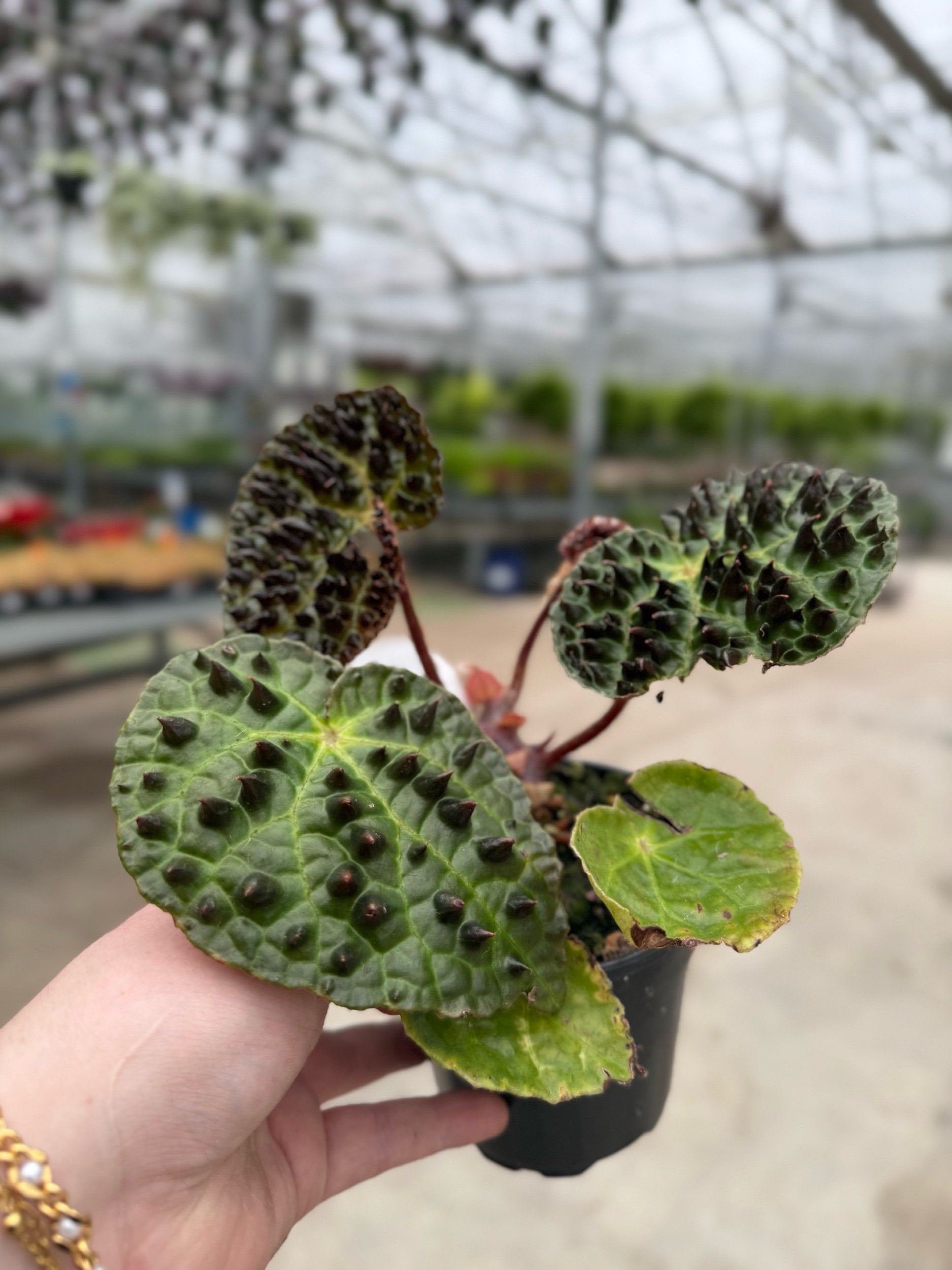 begonia-ferox.jpeg