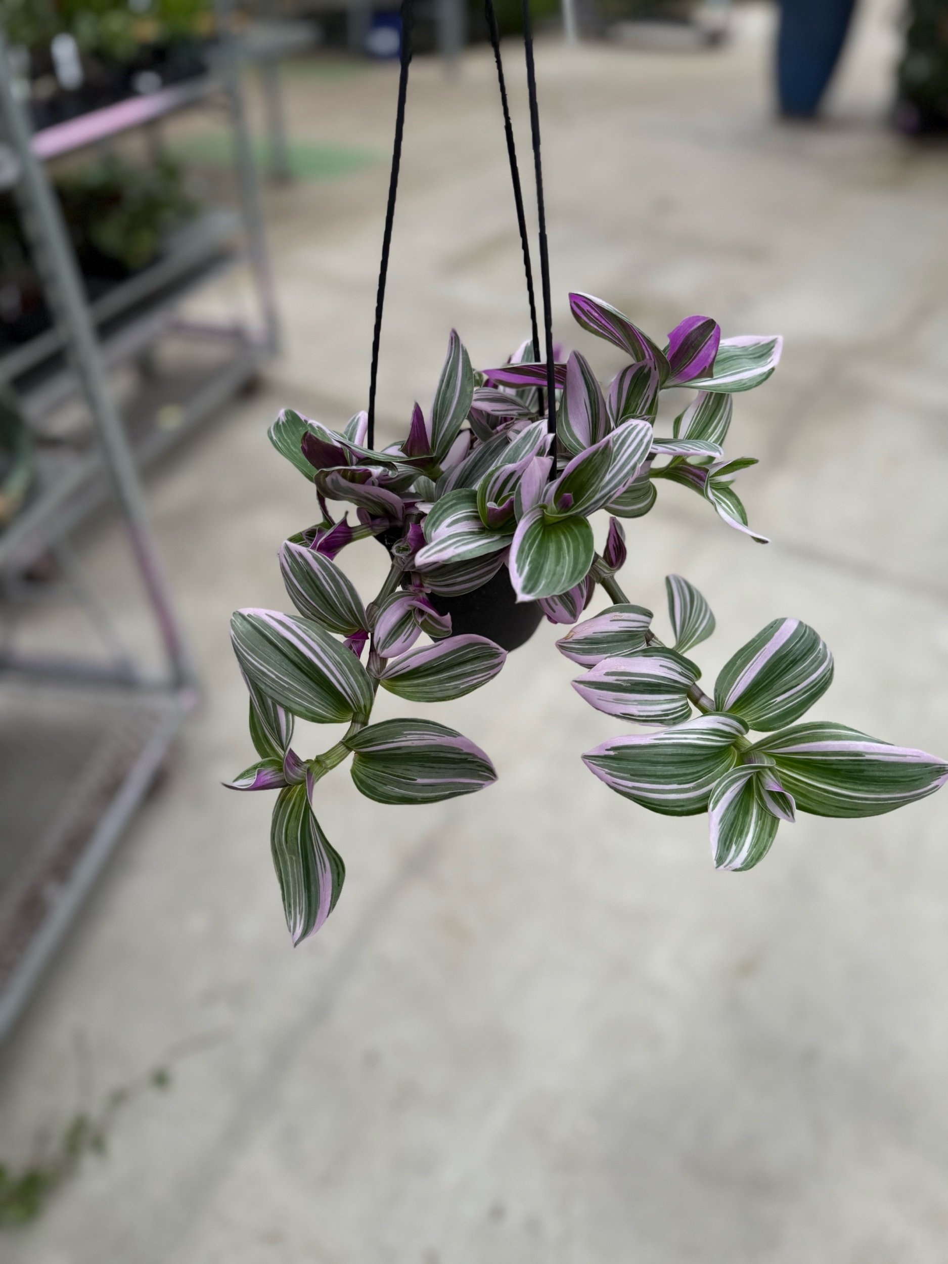 tradescantia-hb.jpeg