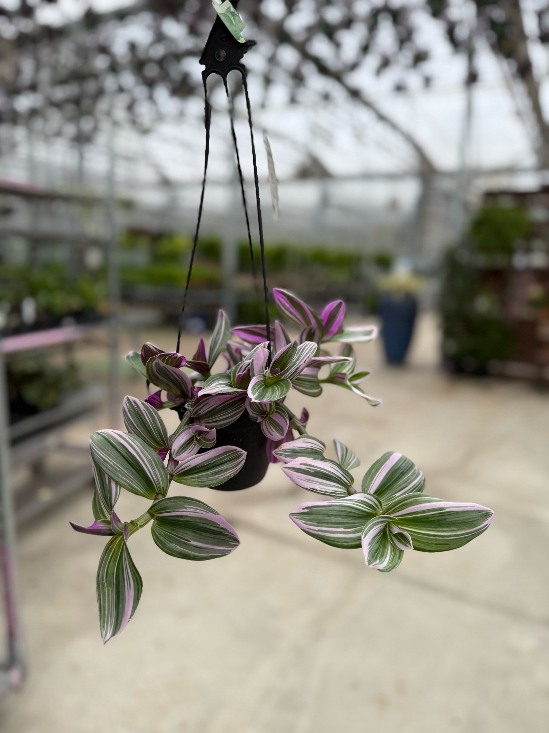 tradescantia-nanouk.jpeg