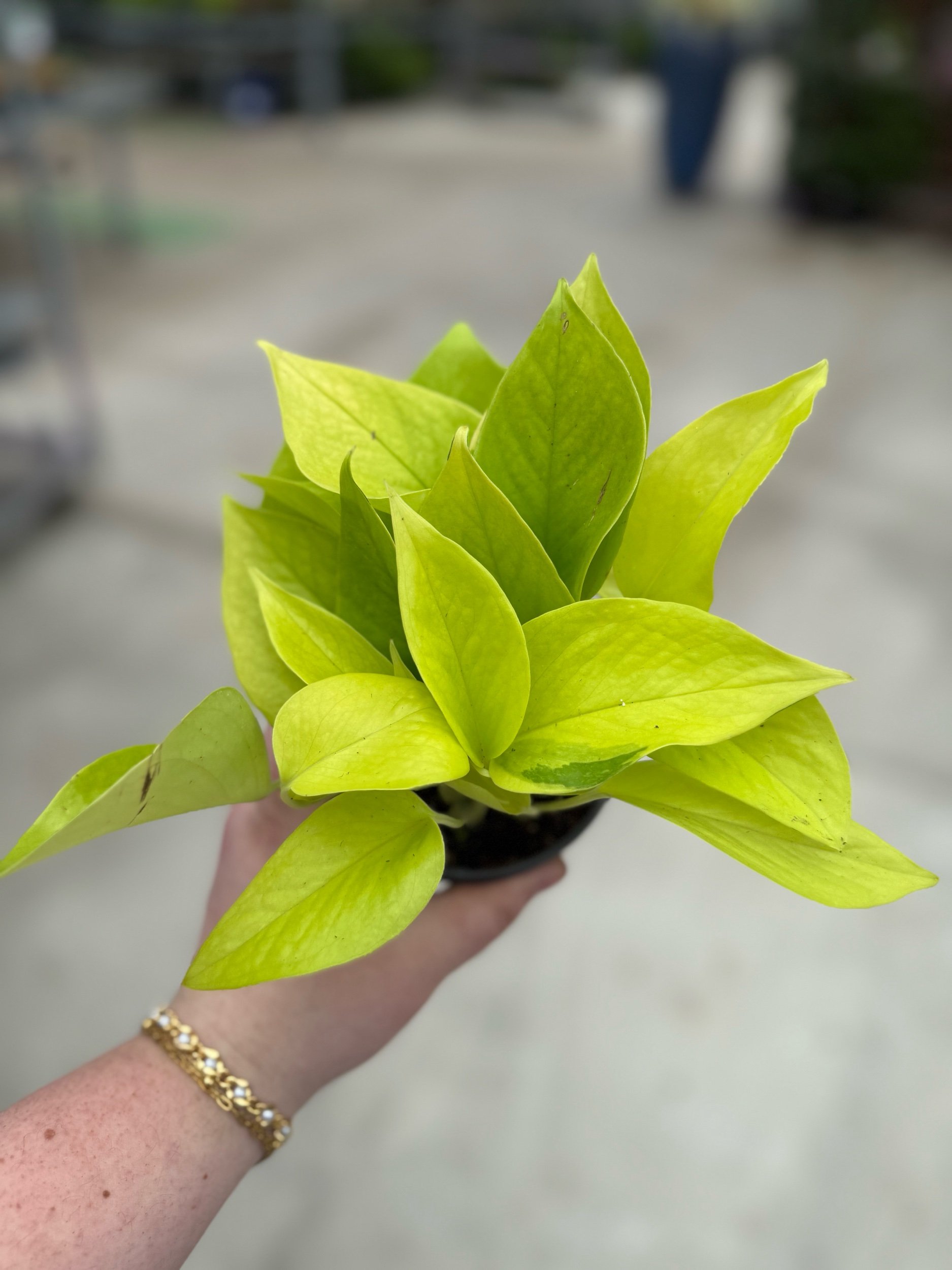 neon-pothos.jpeg