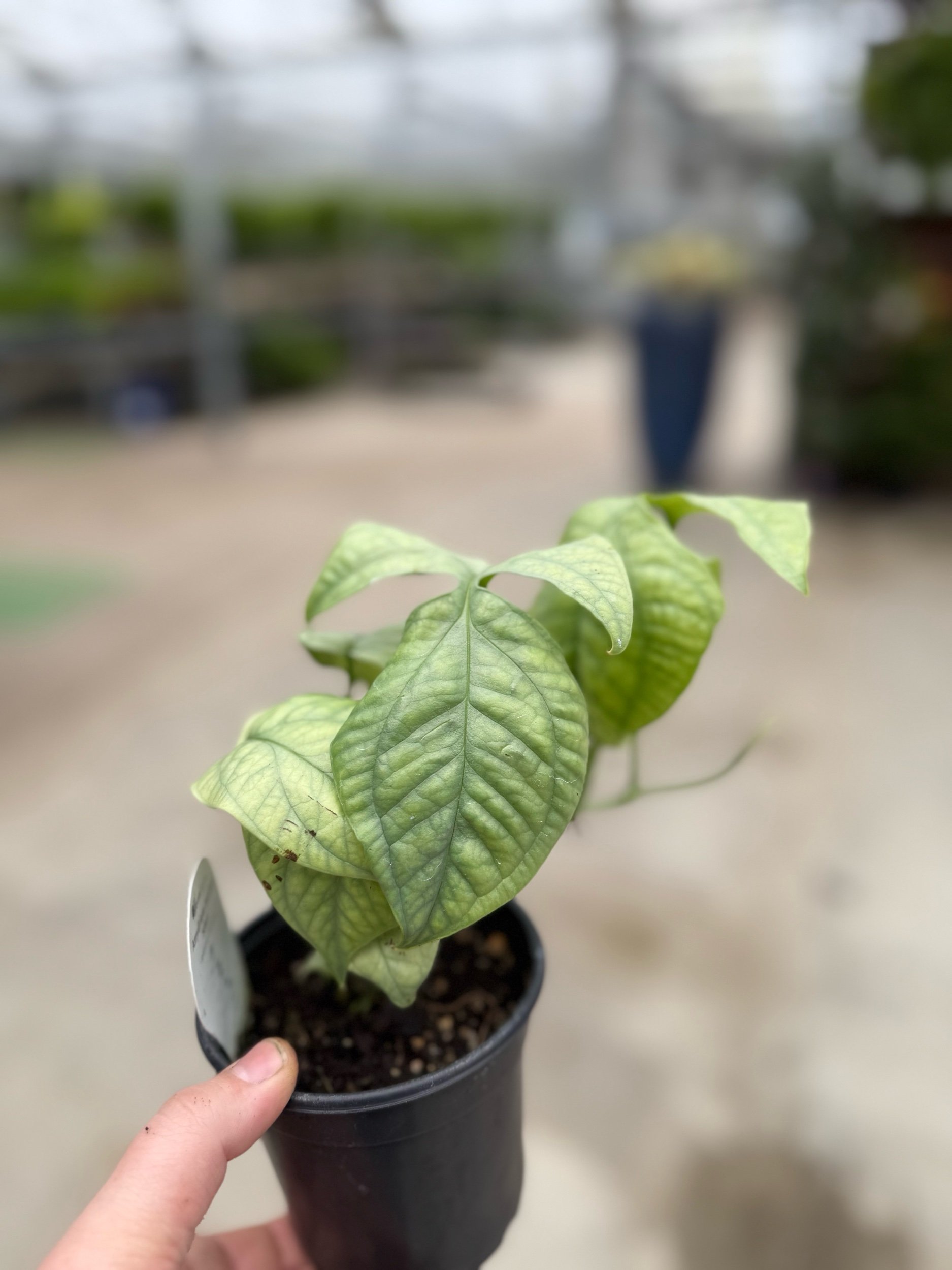 spiderman-monstera.jpeg
