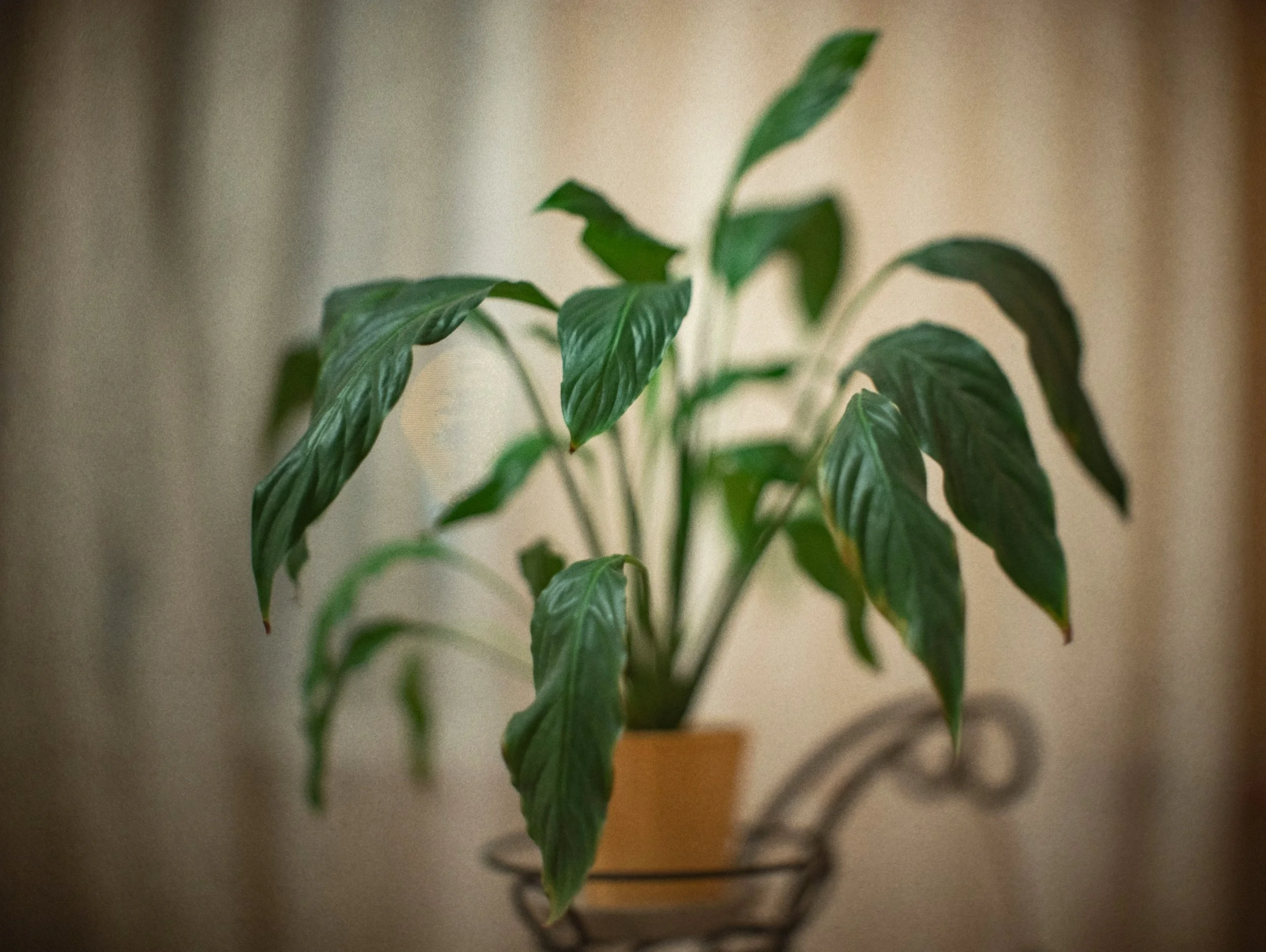 You’re Probably Overwatering It