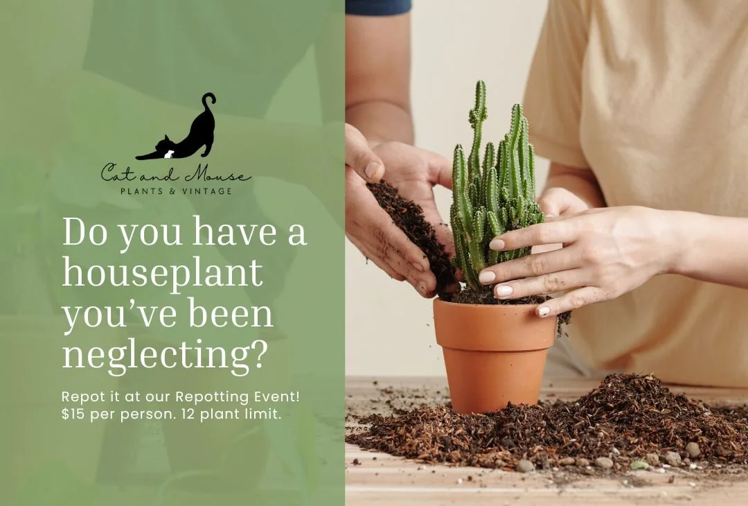 Repotting Event