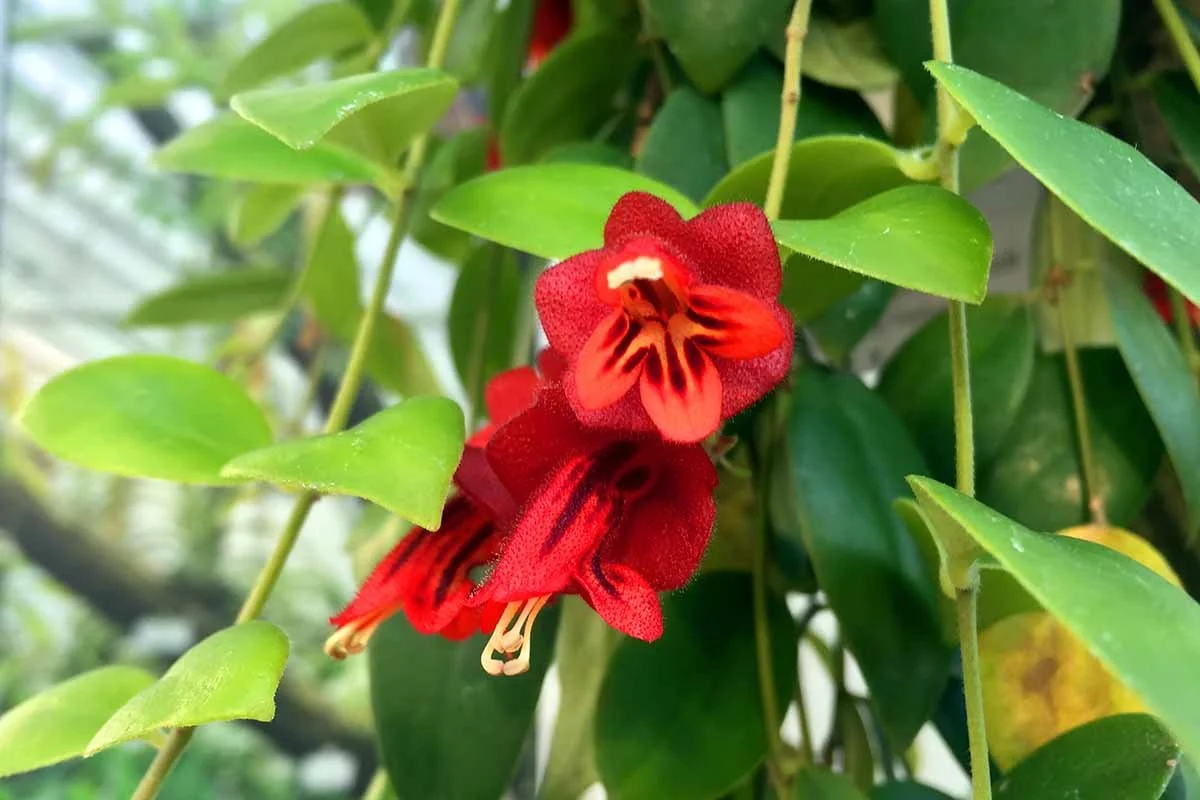 tricolor lipstick bloom.jpg