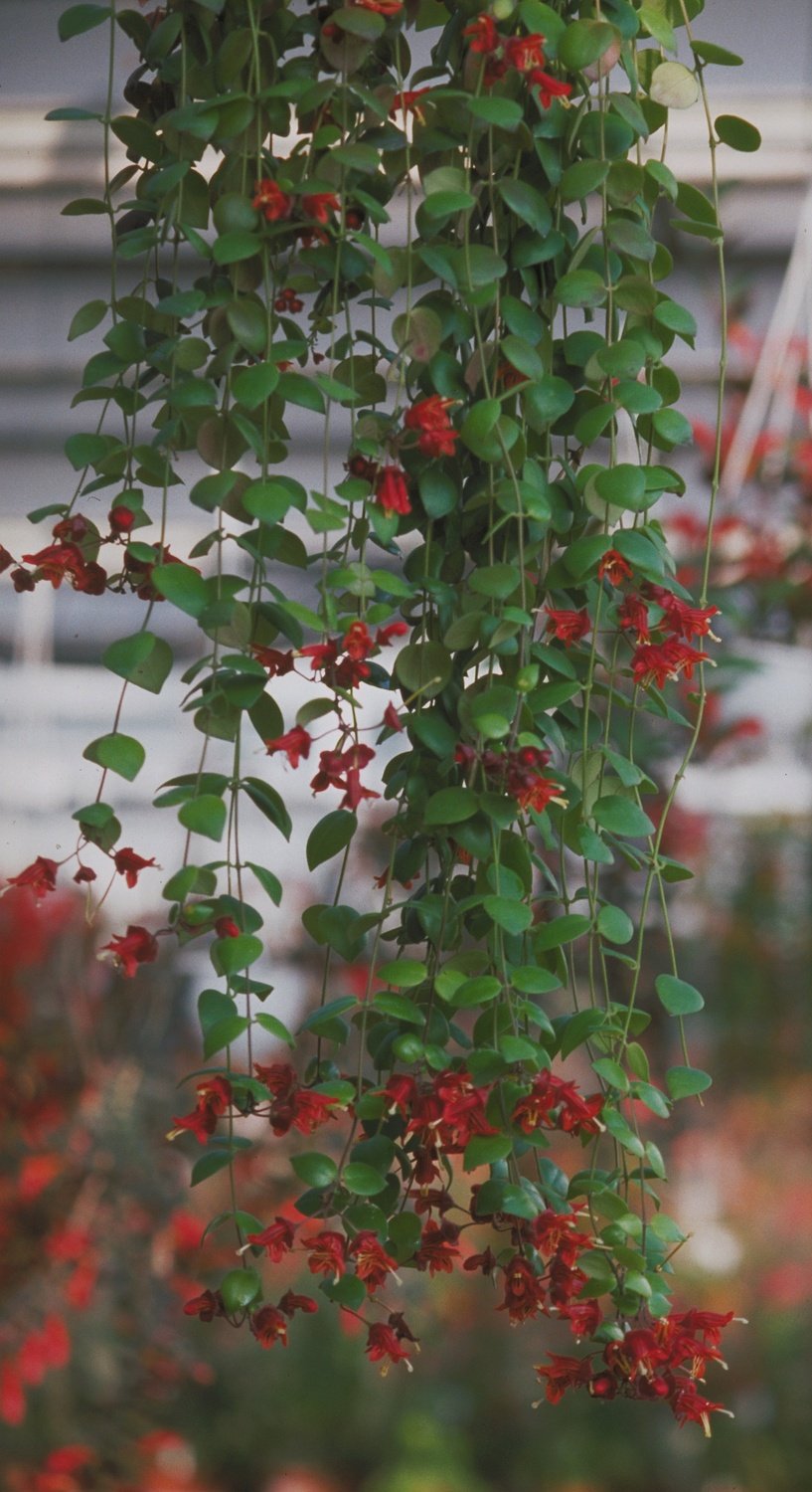Aeschynanthus-tricolor_okuto_okuto.jpg