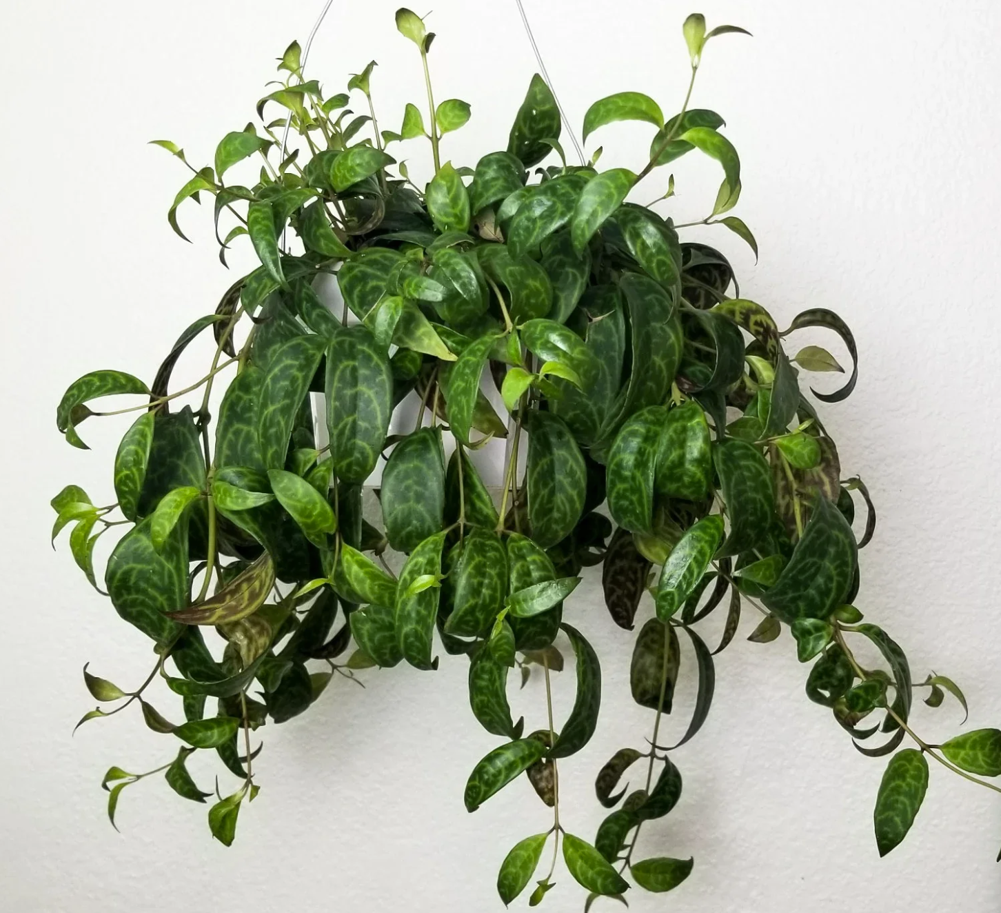 black pagoda lipstick plant.png
