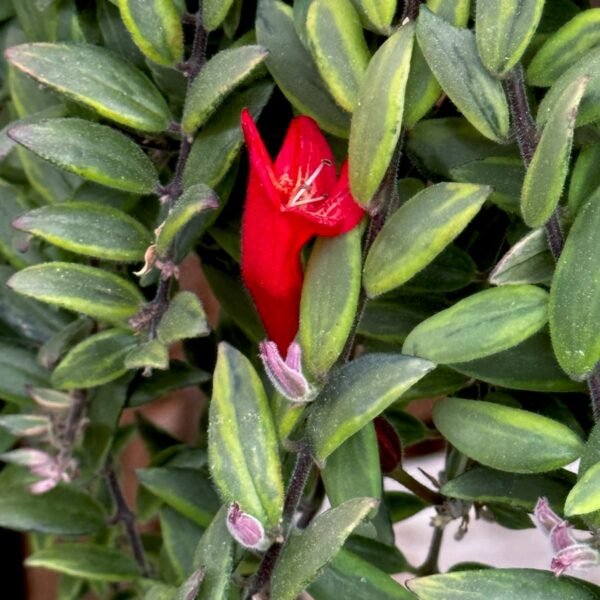 Aeschynanthus-Bolero-Bicolor-blomma-600x600.jpg