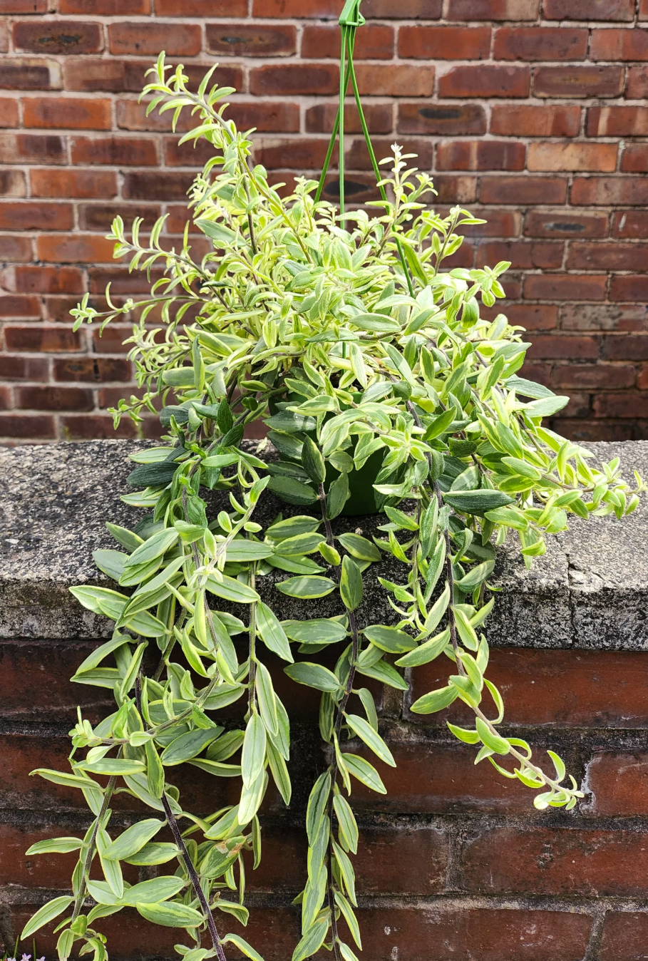 bicolore bolero lipstick plant.png